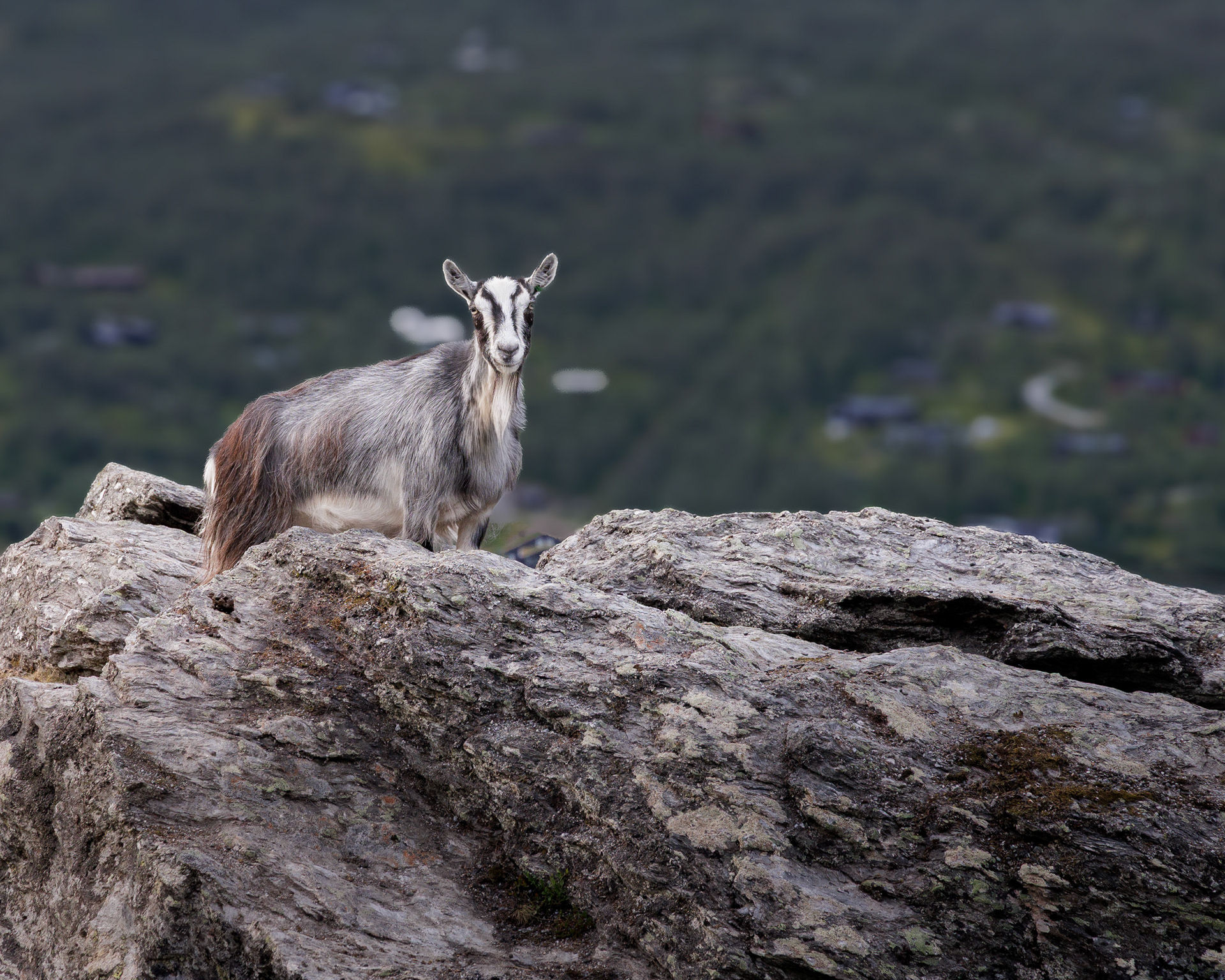 F2563 - This is my rock