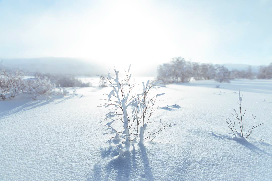 F6242 - Winter's day - Filefjell January 2026