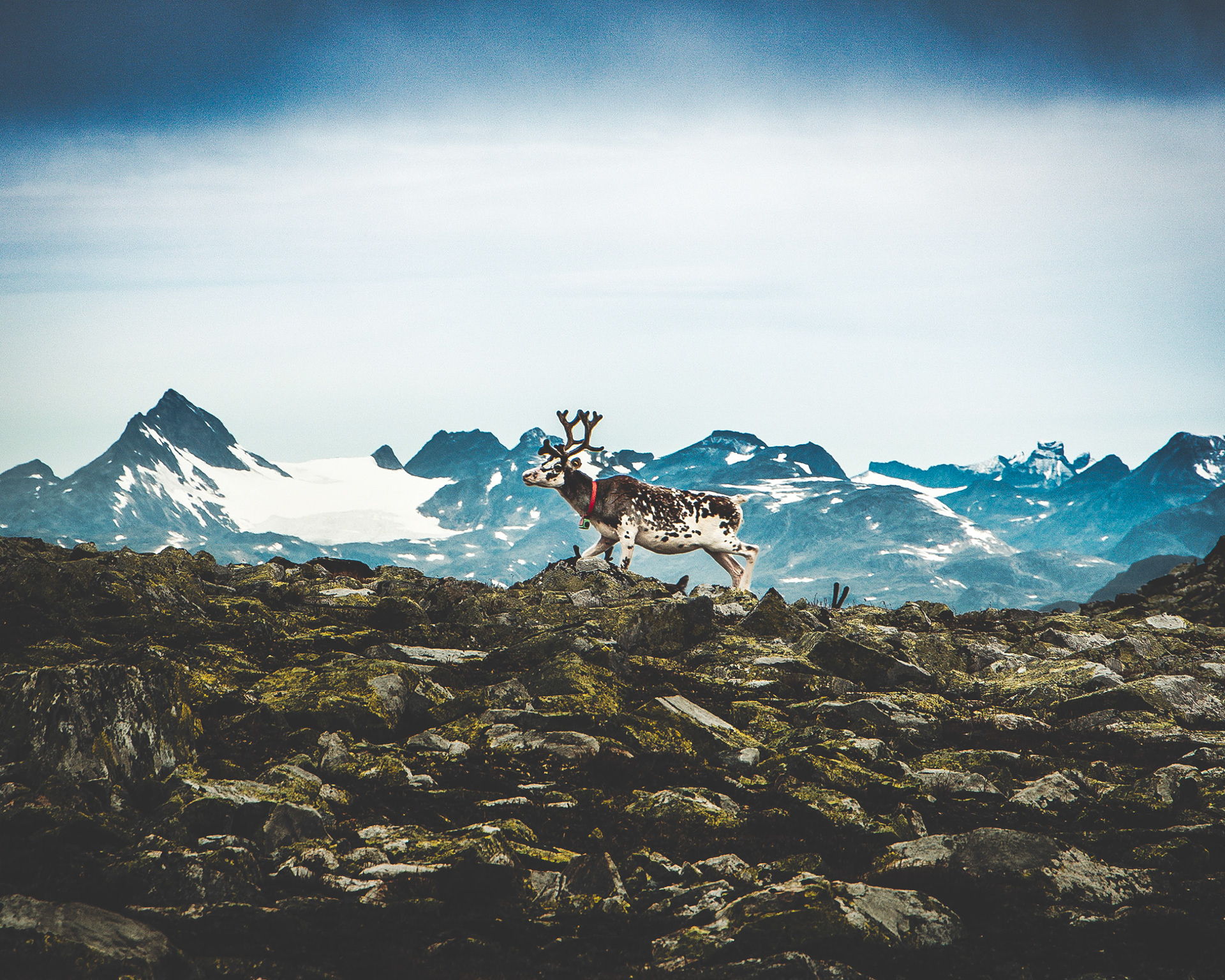 B-F2970-1 - Reindeer, Skjoeld, Valdres, August 2025