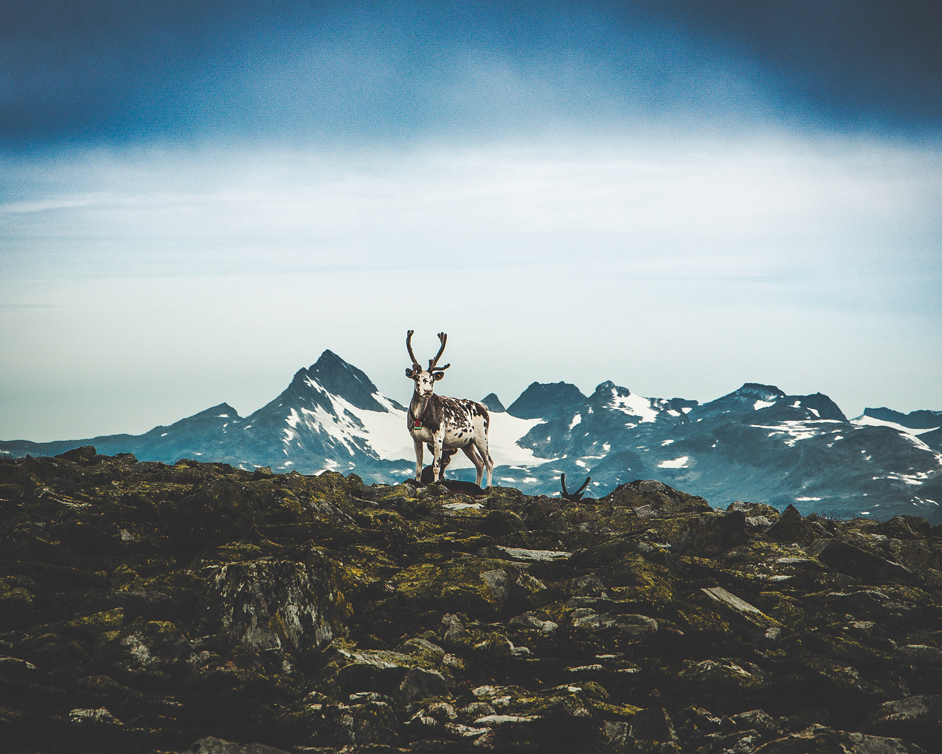 B-F2972-1 - Reindeer, Skjoeld, Valdres, August 2025