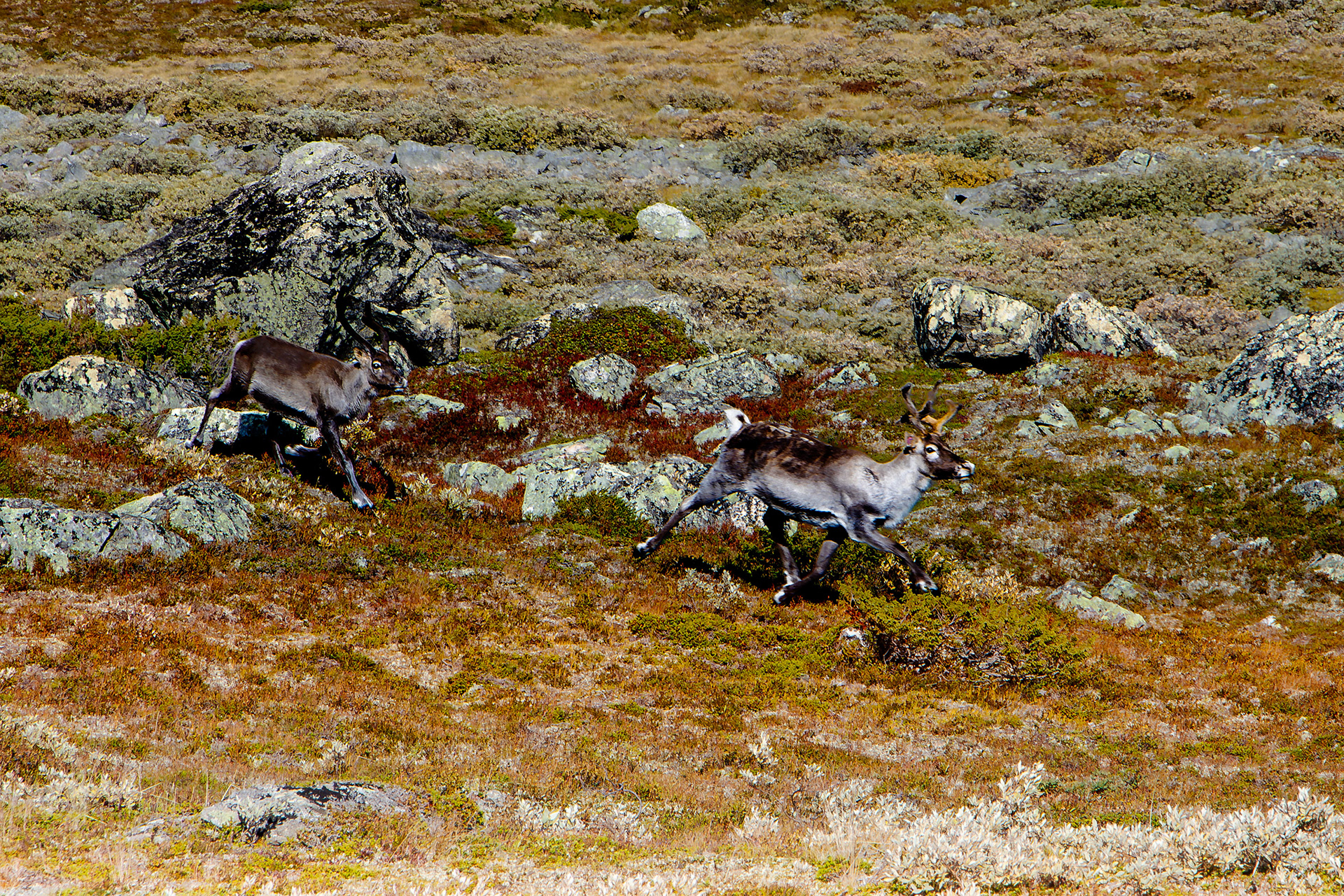 F3496 - Reindeer, Valdres. September 2023