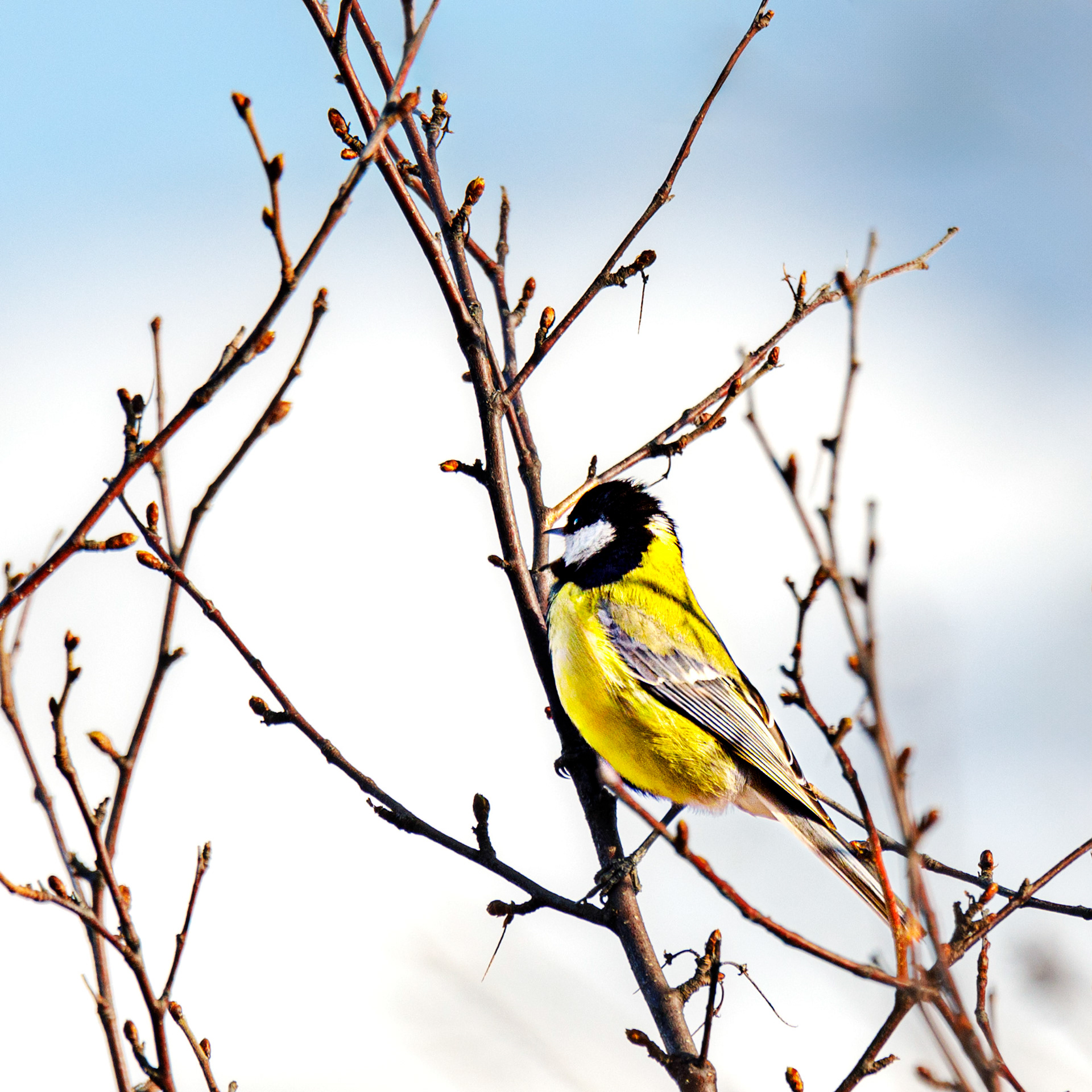 F2045 - Bull finch. Tyinkrysset