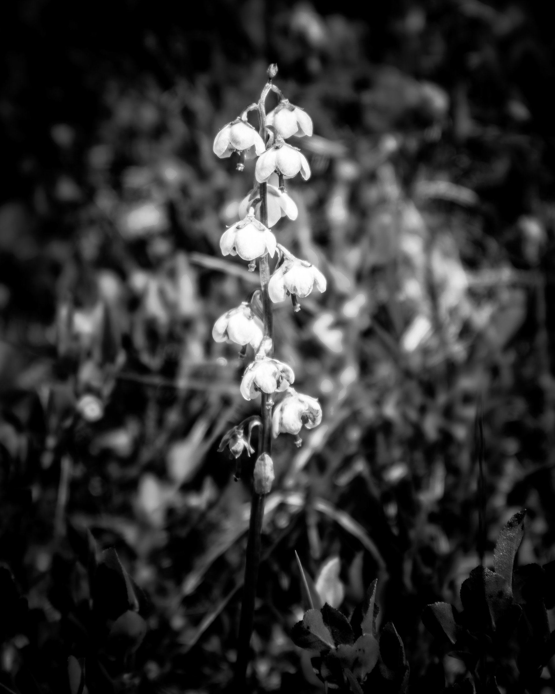 MG_6427 - Pyrola Minor L. - Pearlwintergreen