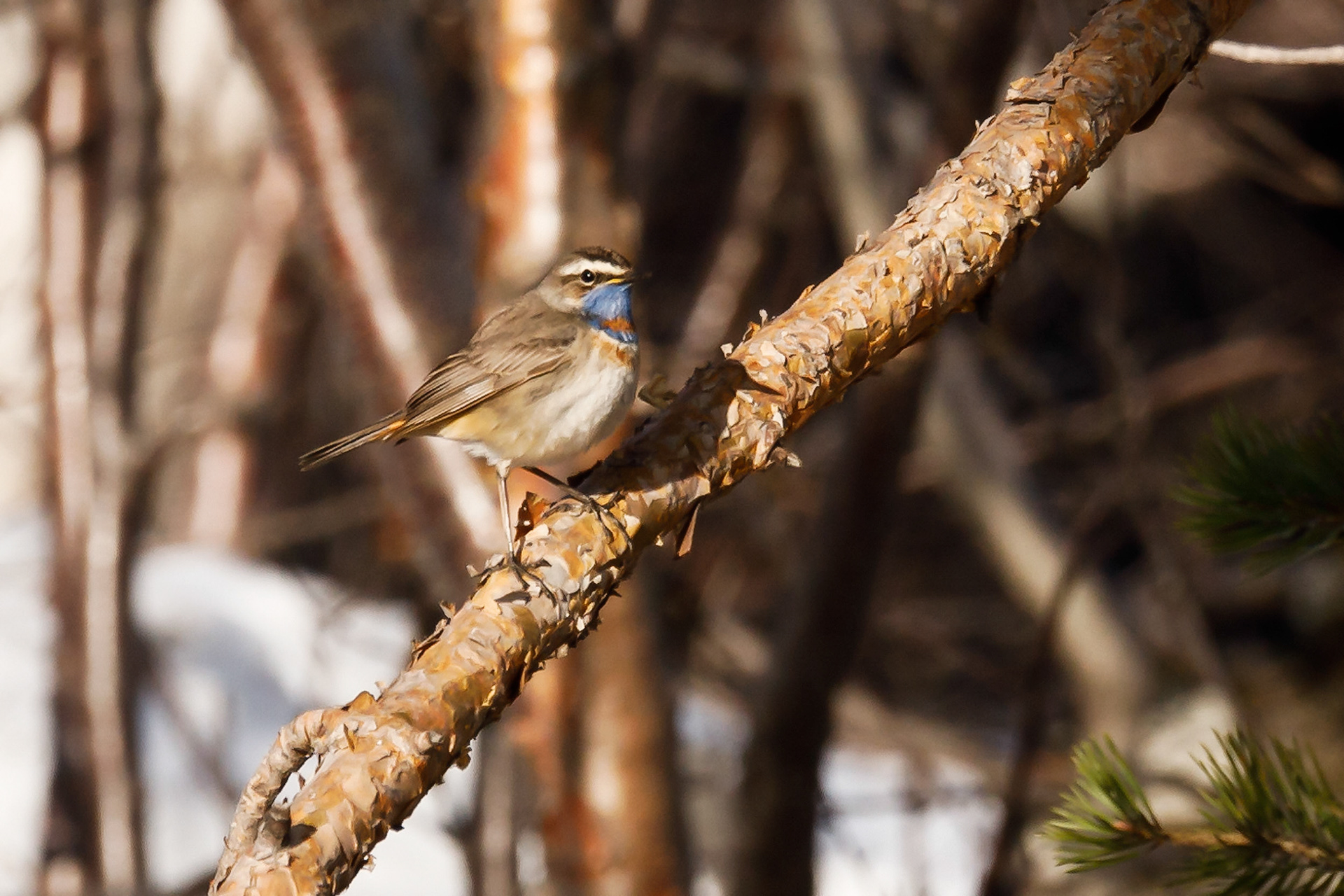 F1955 - Bluethroat. Tyinkrysset