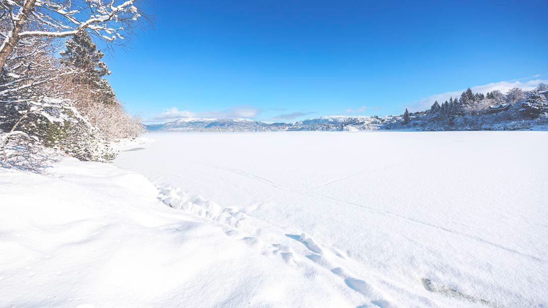 F6288 - Frozen February 2026