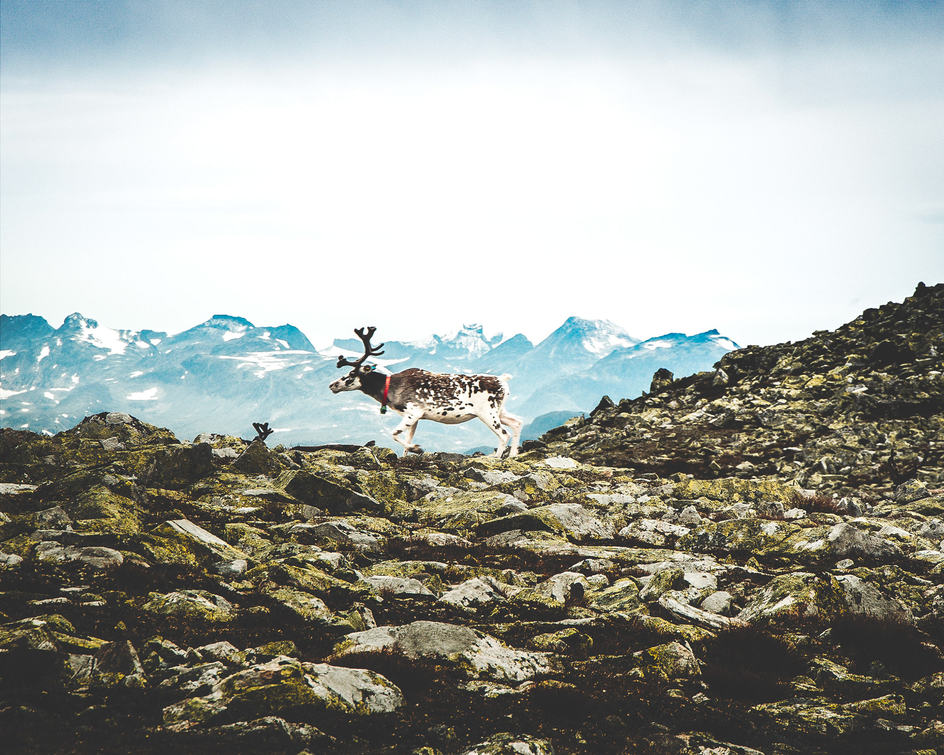 B-F2969-1 - Reindeer, Skjoeld, Valdres, August 2025