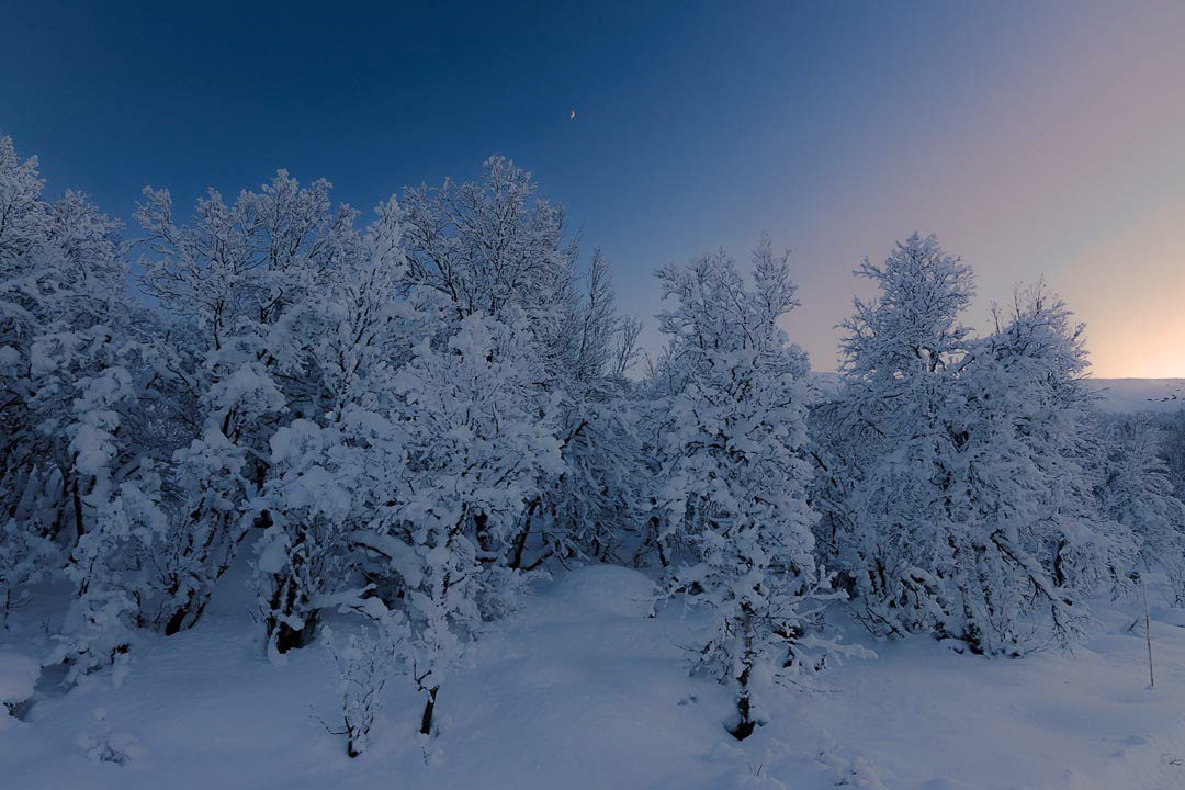 F6260 - Winter's day - Filefjell January 2026