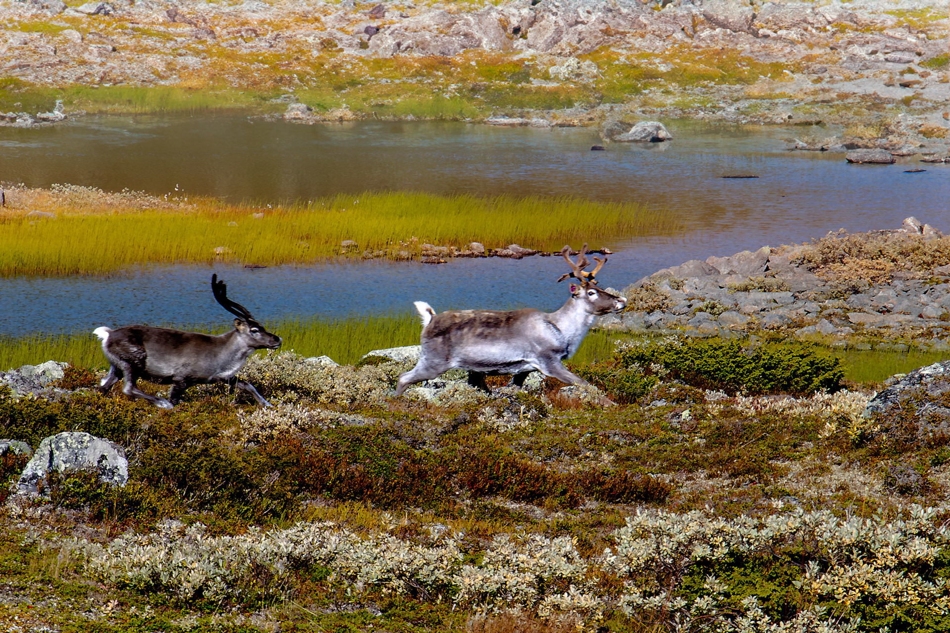 F3495 - Reindeer, Valdres. September 2023