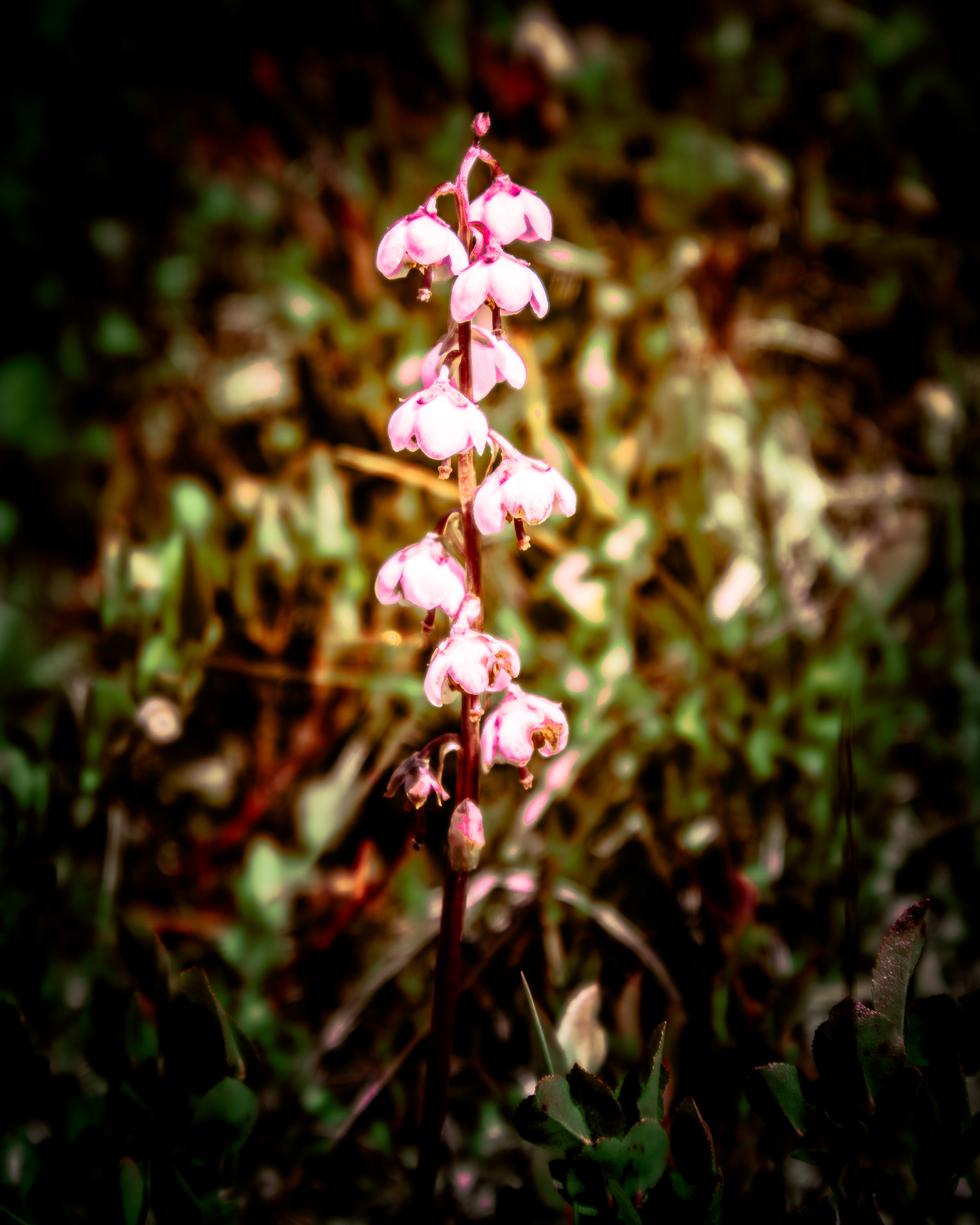 MG_6427 - Pyrola Minor L. - Pearlwintergreen
