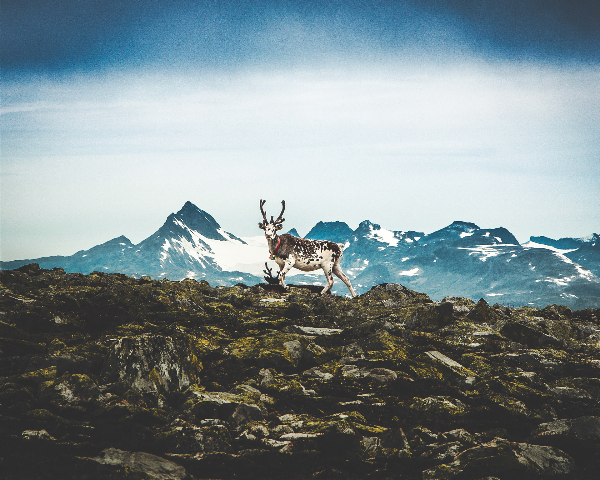 B-F2971-1 - Reindeer, Skjoeld, Valdres, August 2025