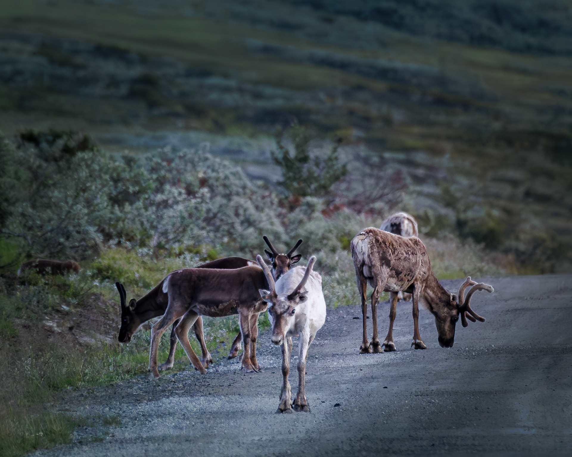F2547 - The locals