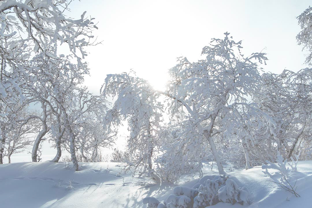 F6244 - Winter's day - Filefjell January 2026