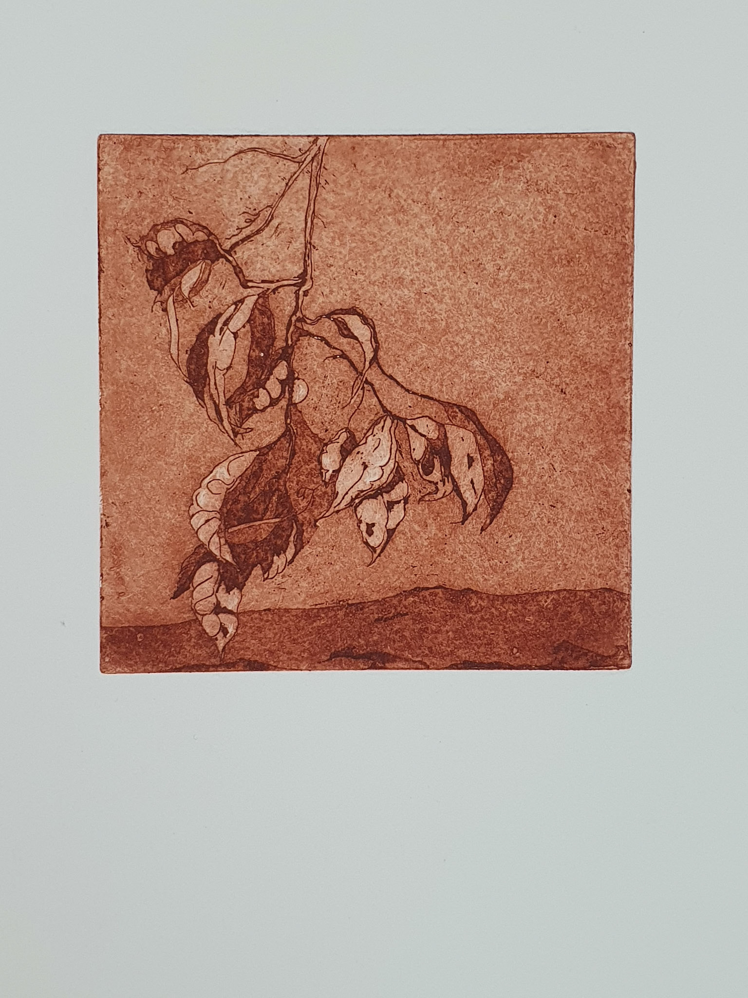 "the last orange"  aquatint  copper