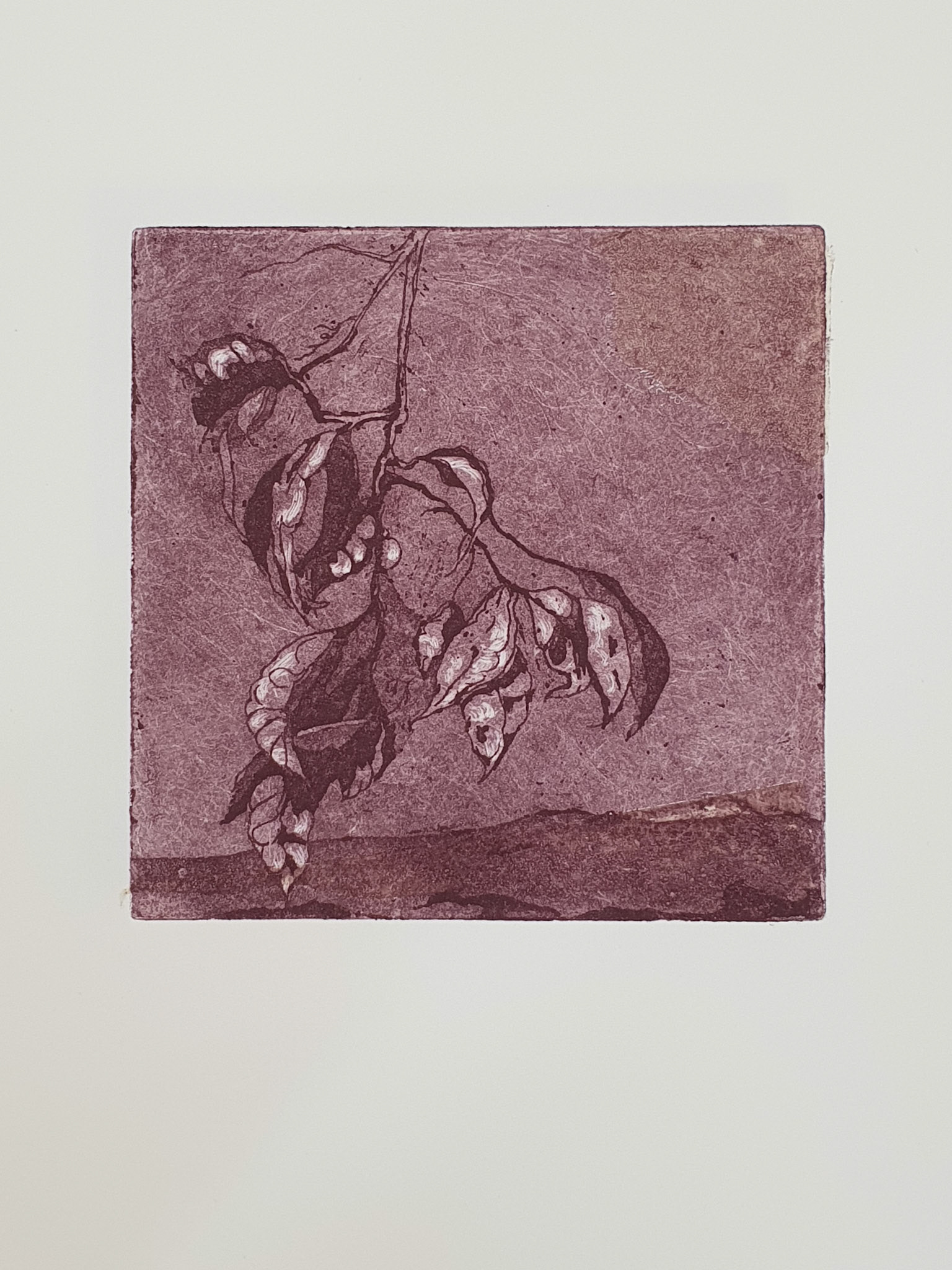 "the last orange" aquatint  copper