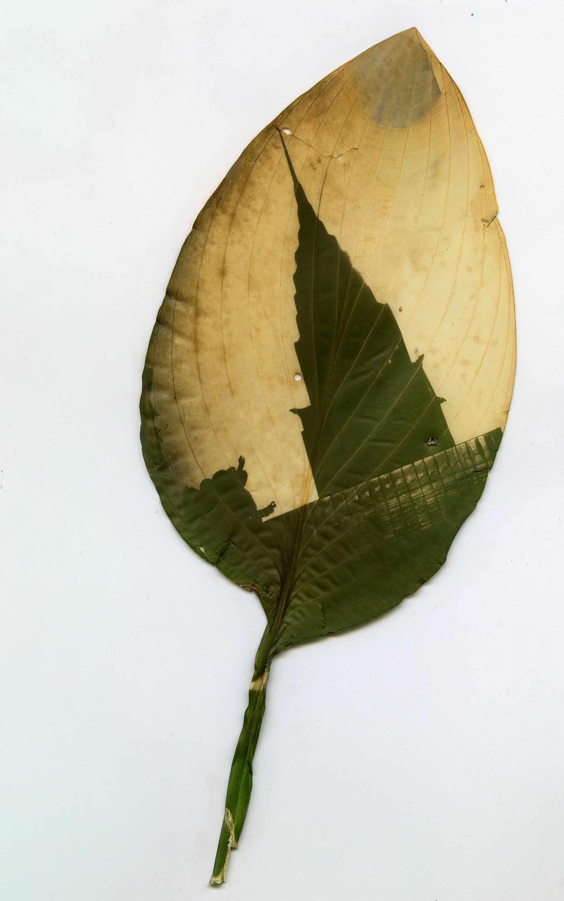 Chlorophyll Print, 4” x 8”