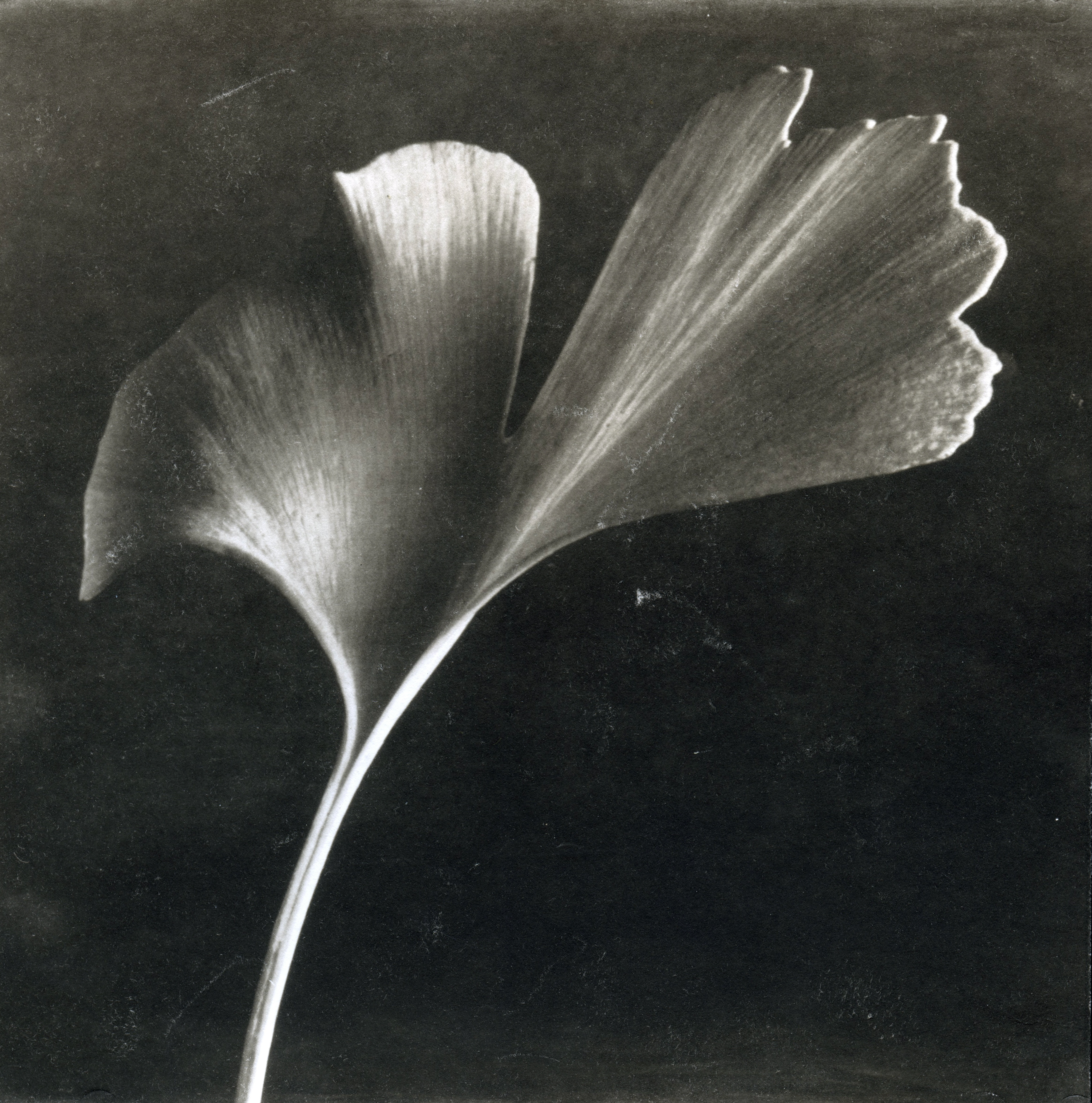 Palladium Print, 8” x 8”