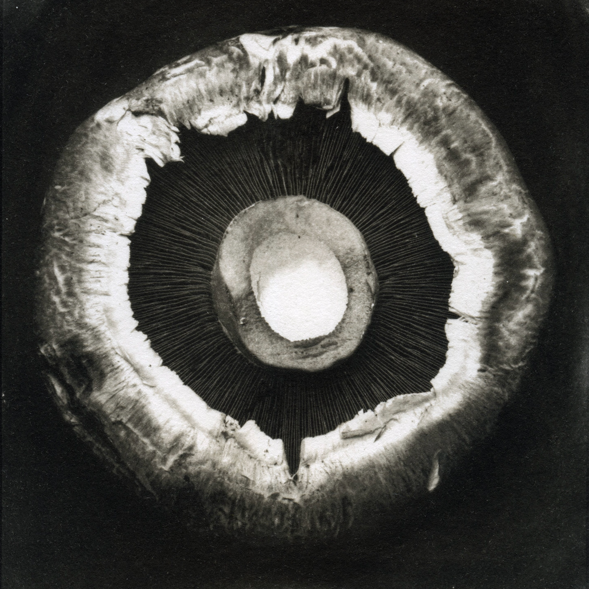 Palladium Print, 5” x 5”