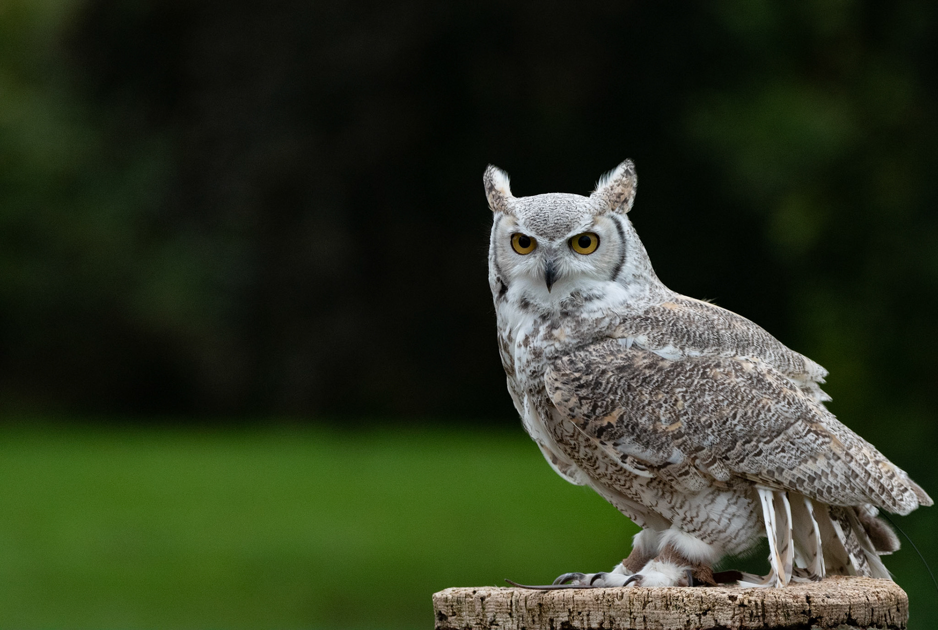 eagle owl - hemp