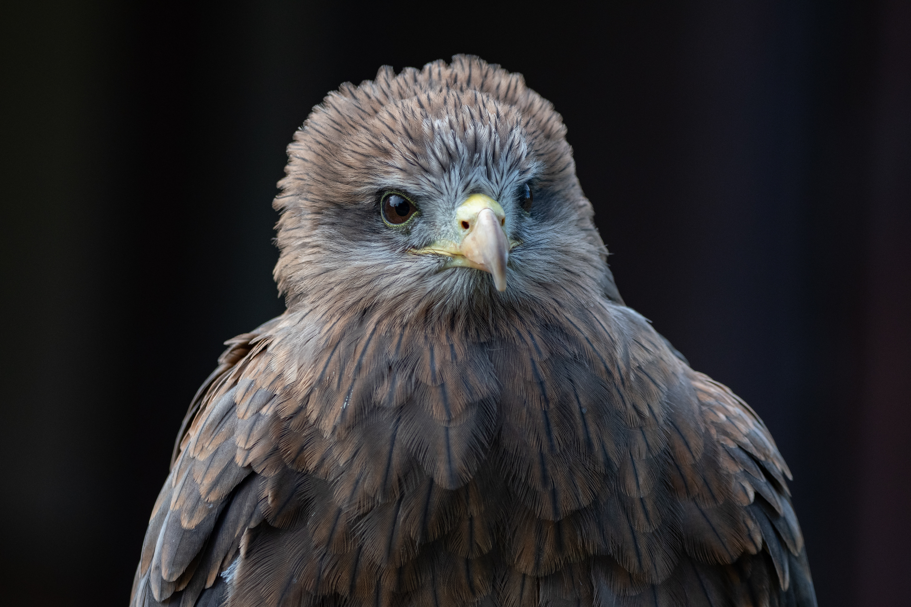 yellow billed kite