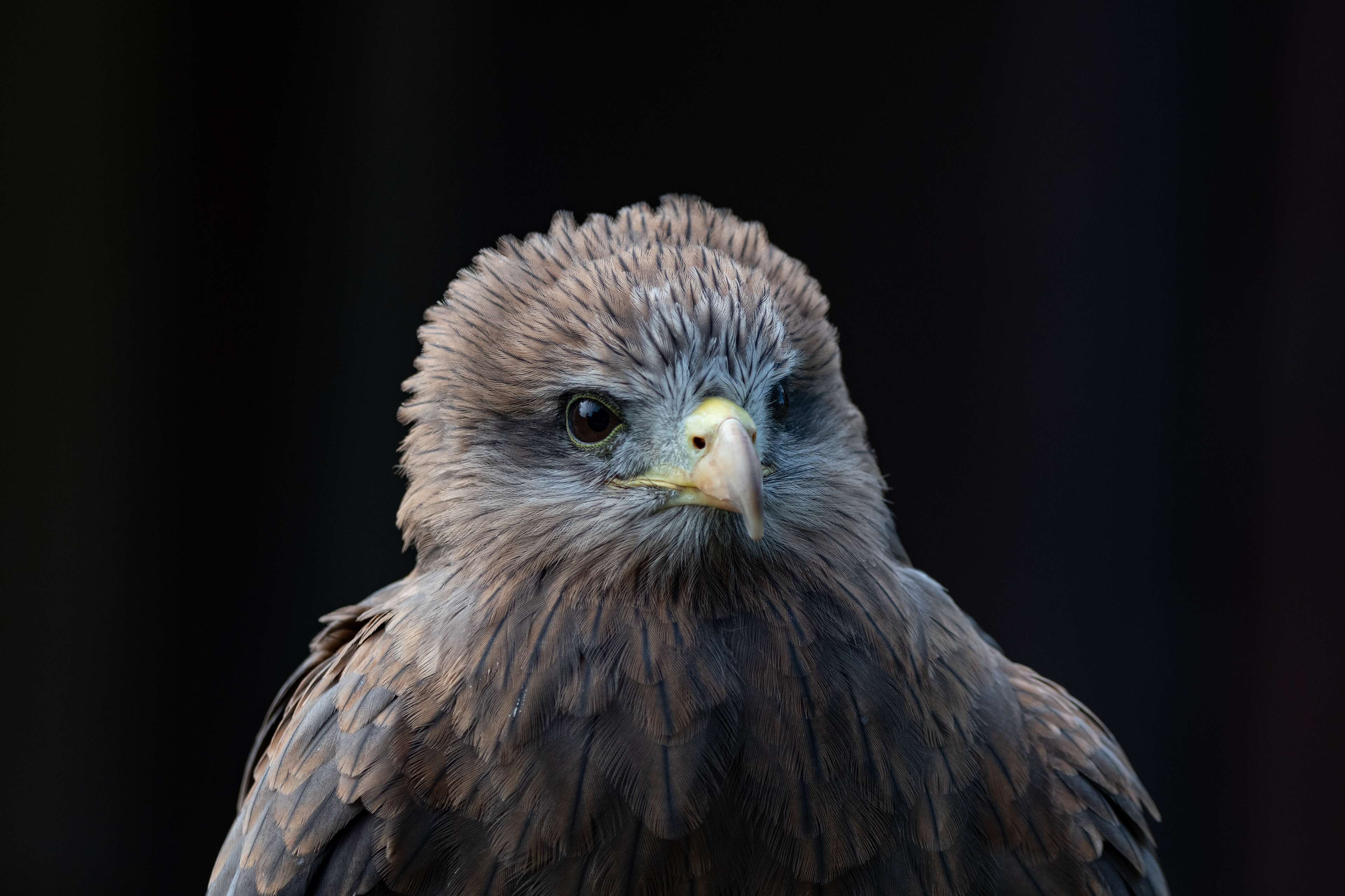 yellow billed kite