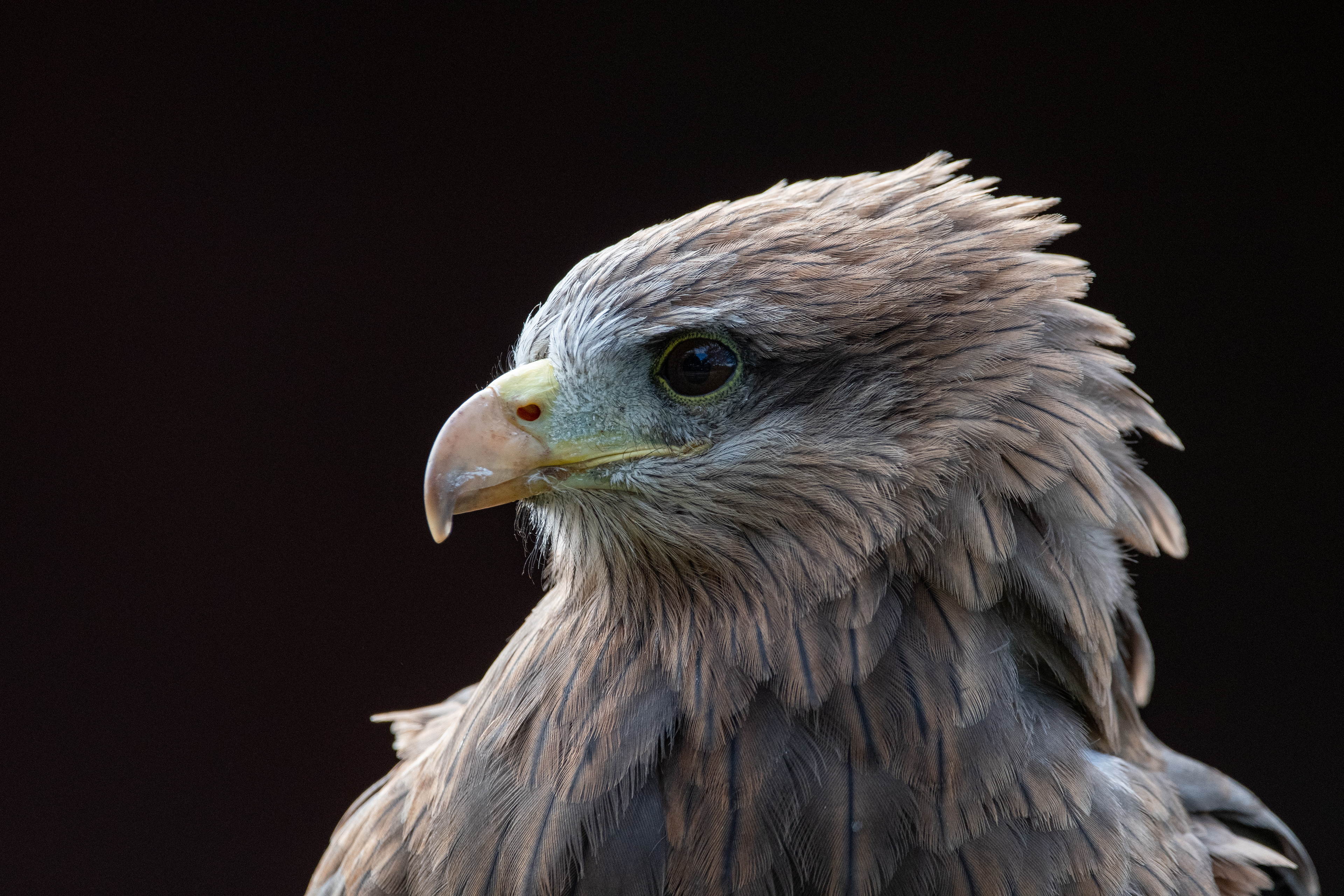 yellow billed kite