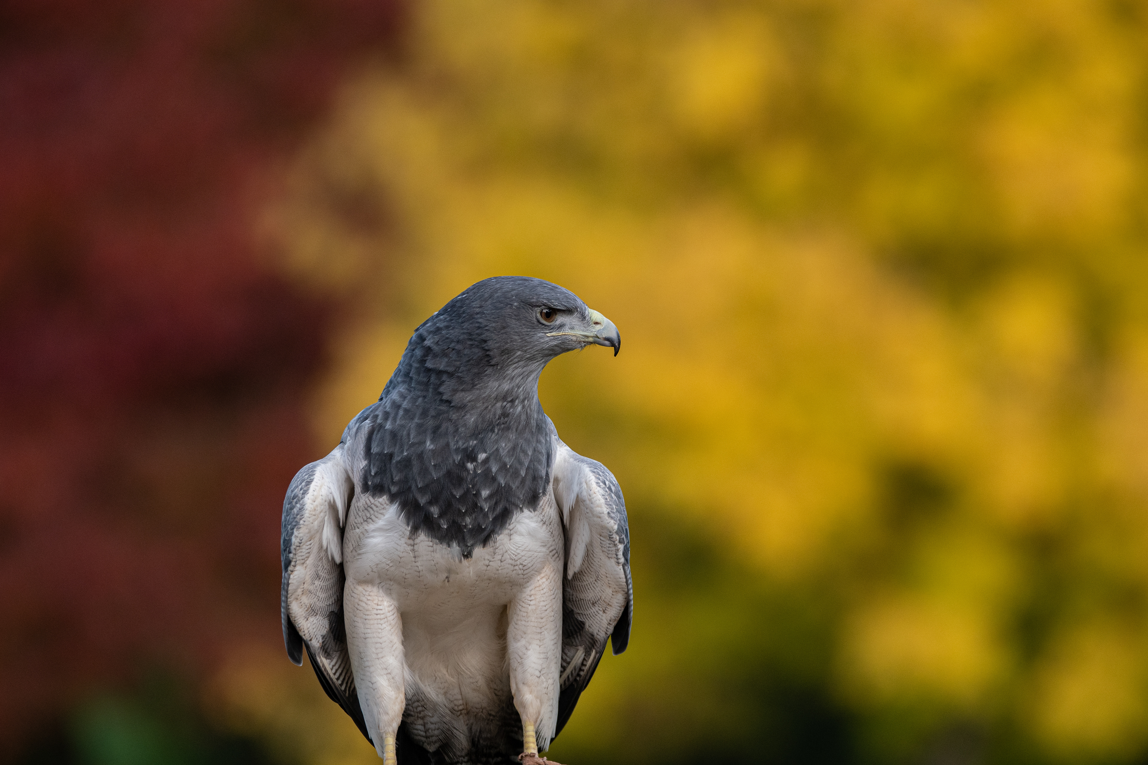 Grey buzzard eagle