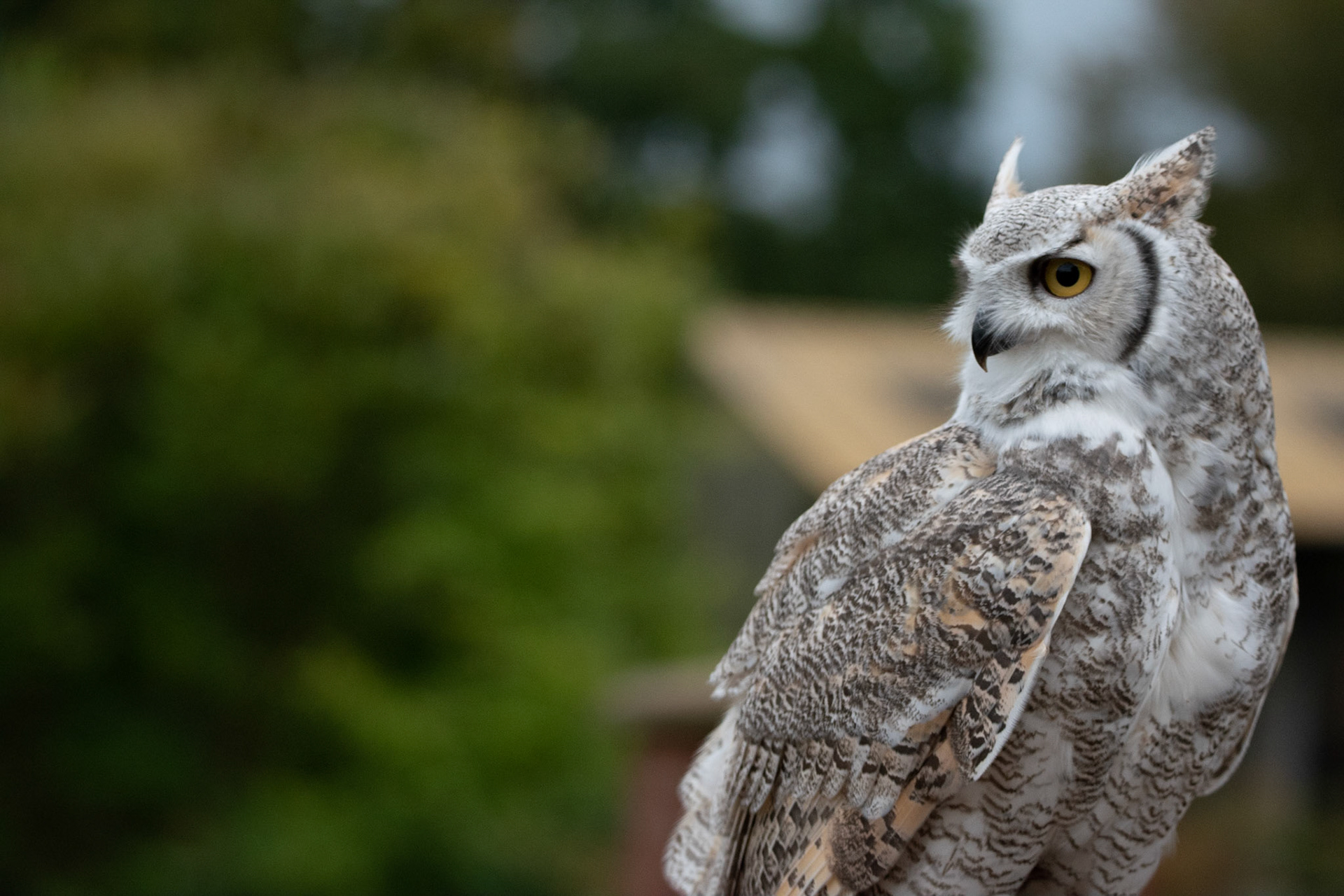 eagle owl hemp