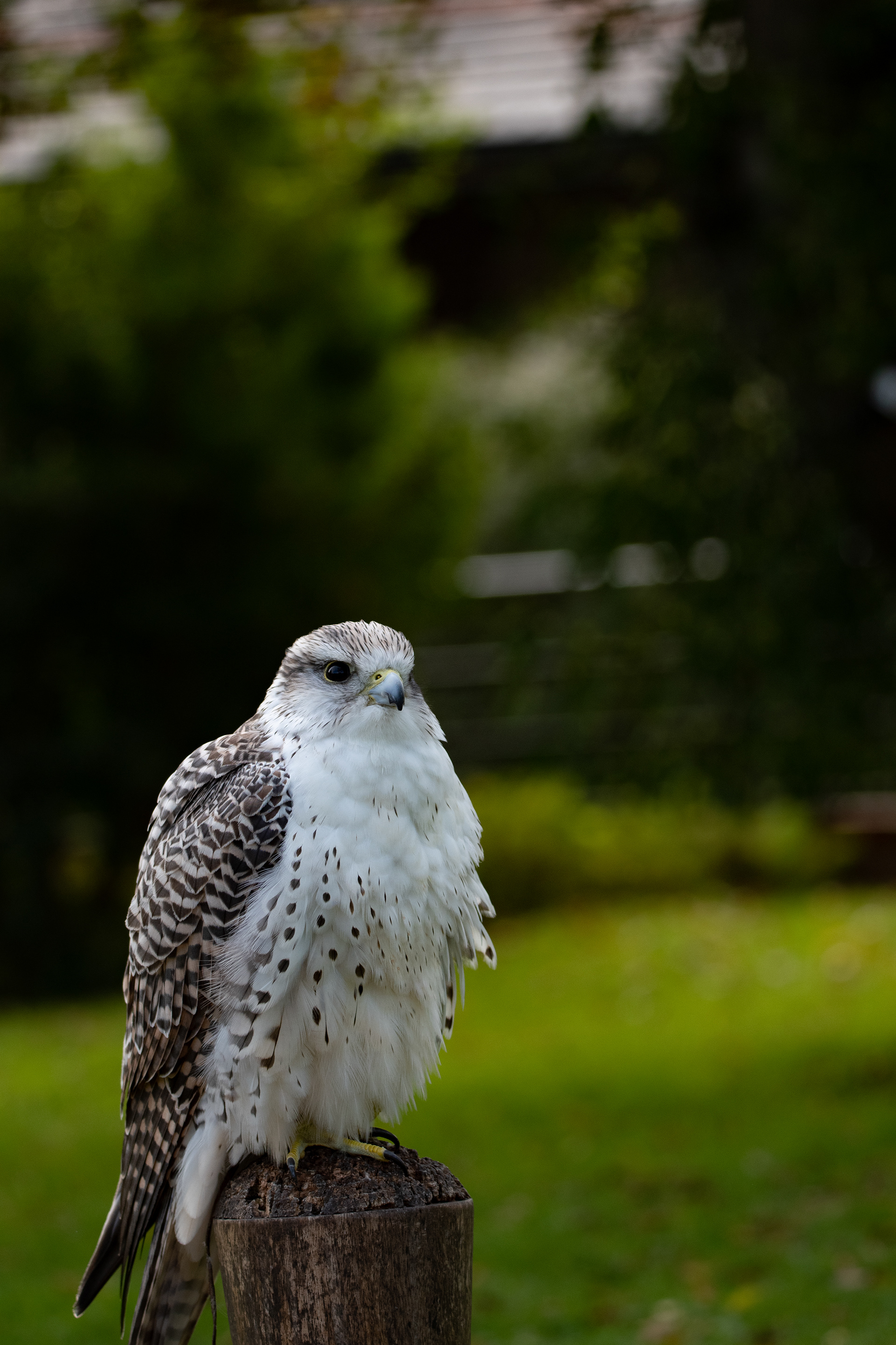 peregrine falcon
