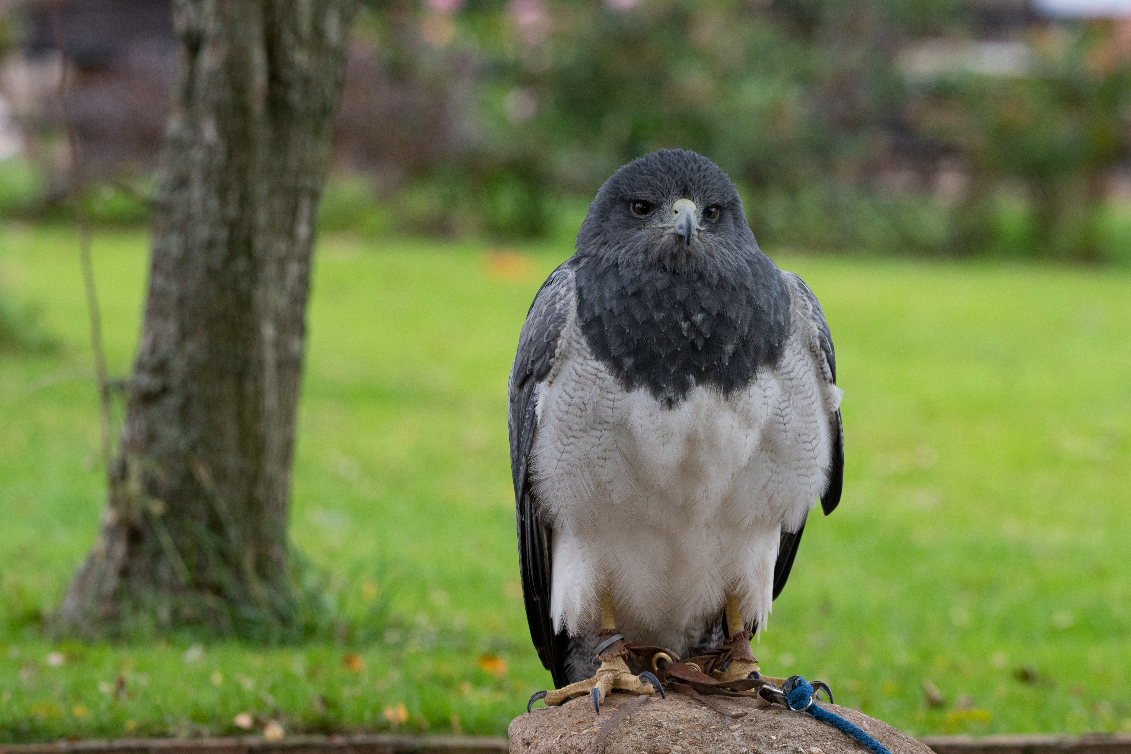 grey buzzard eagle
