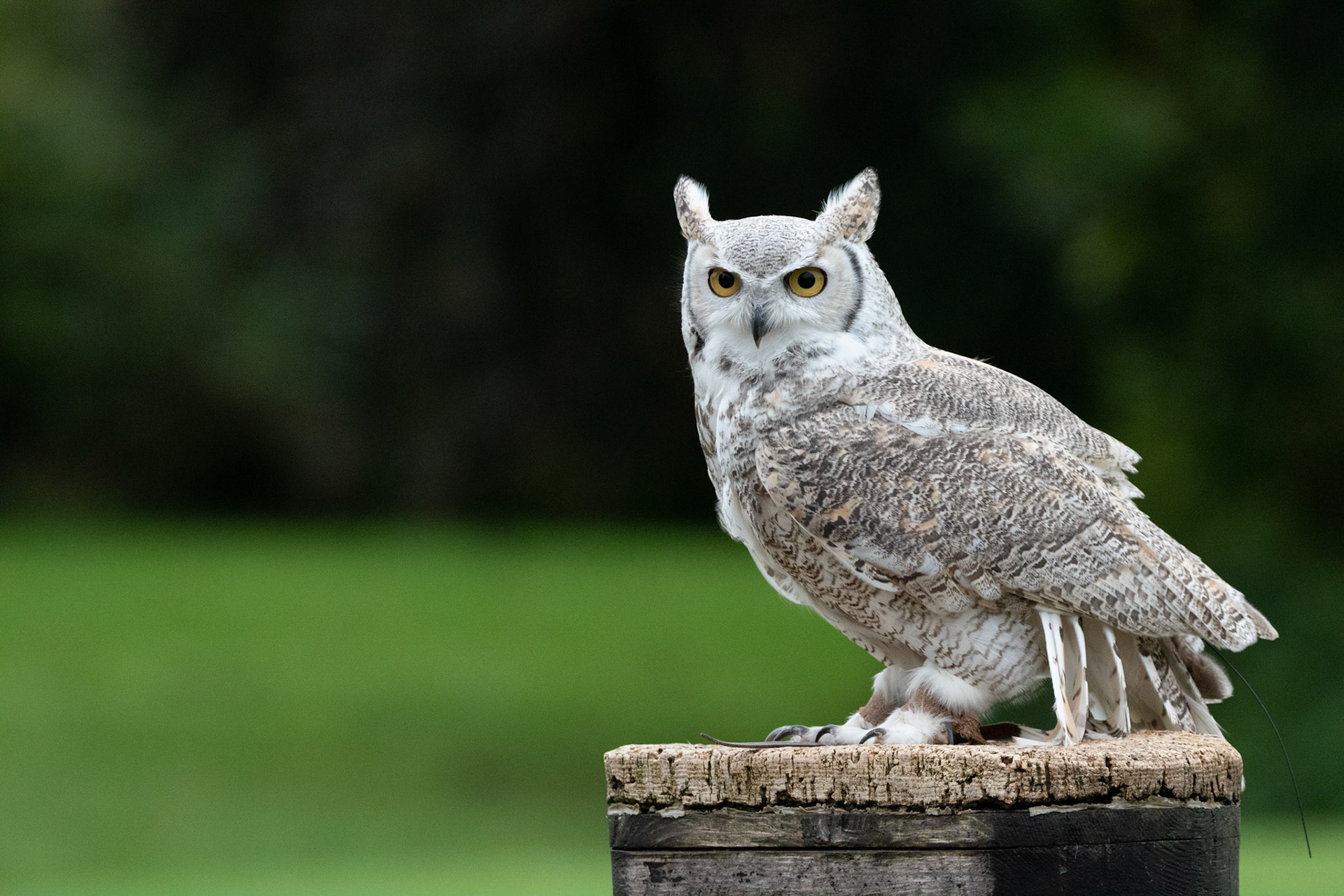 eagle owl hemp