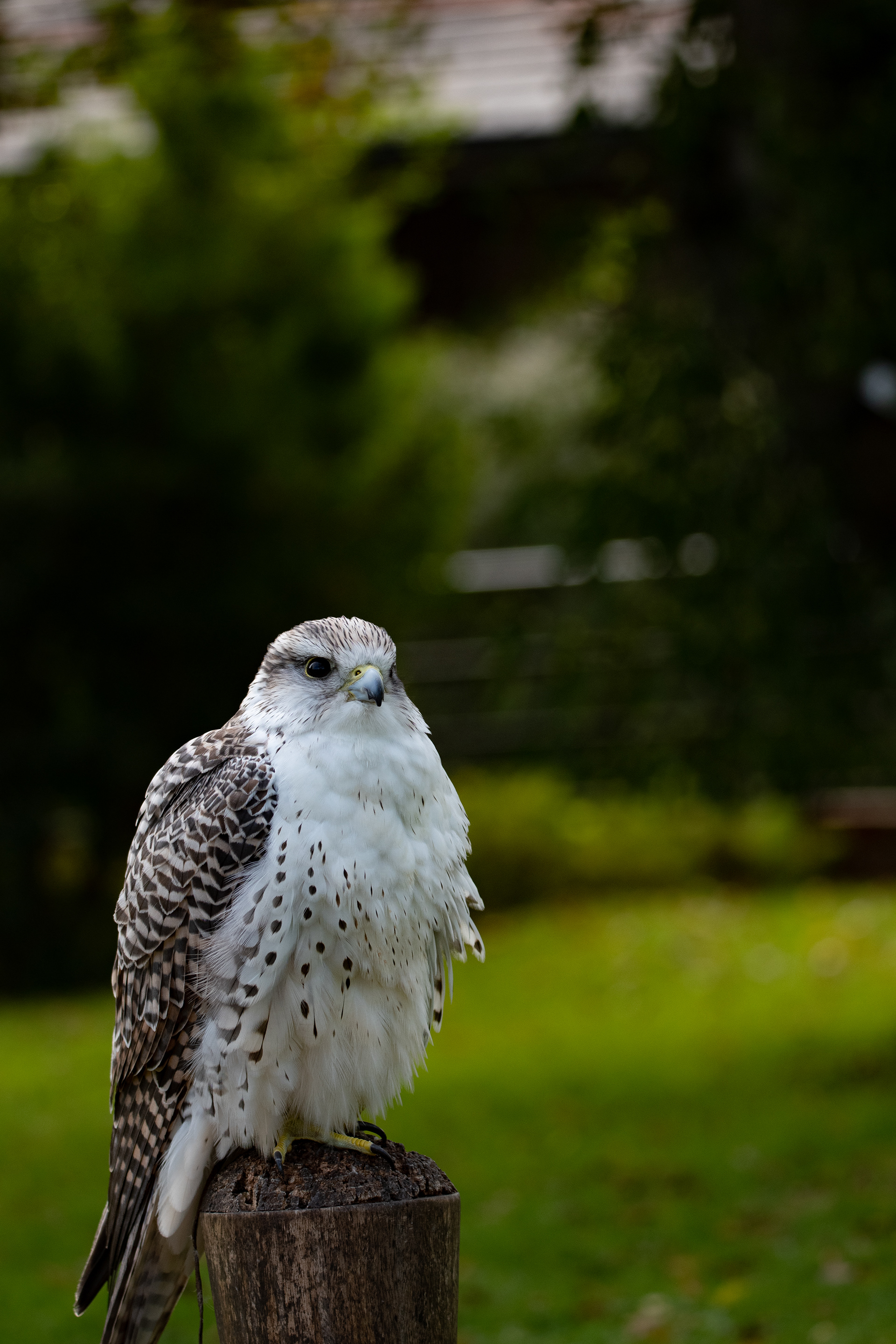 peregrine falcon