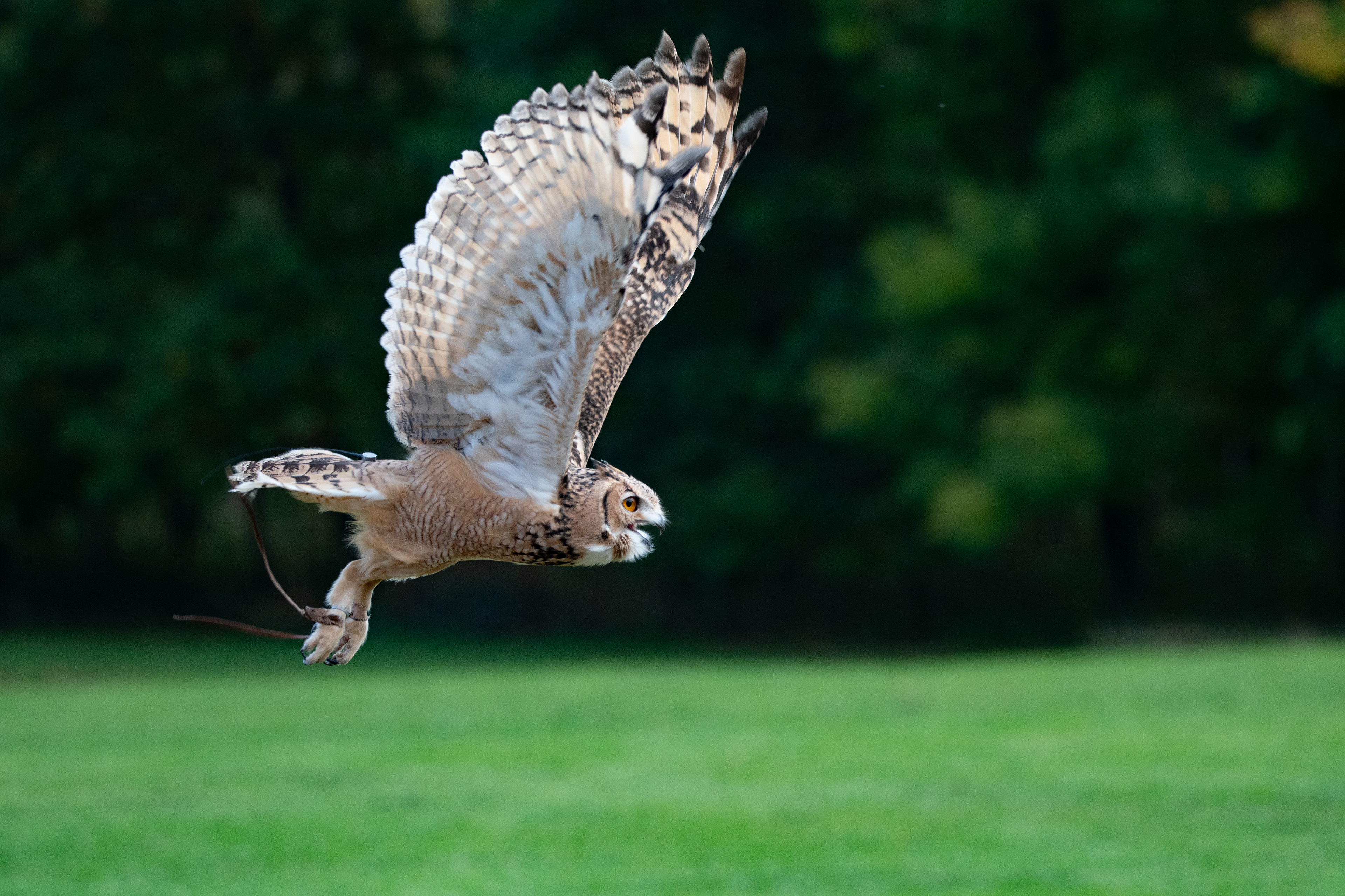 eagle owl - Hemp