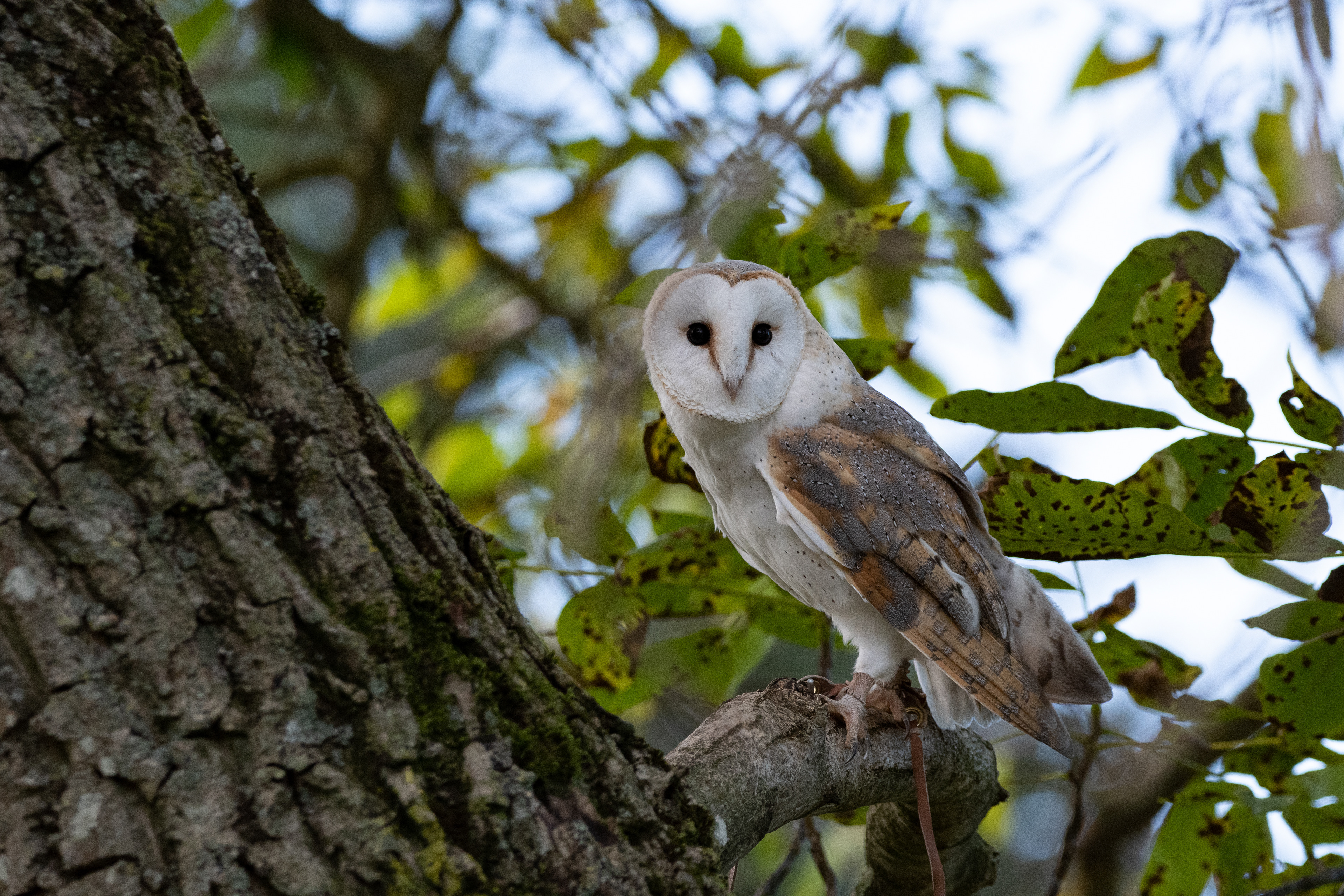 barn owl