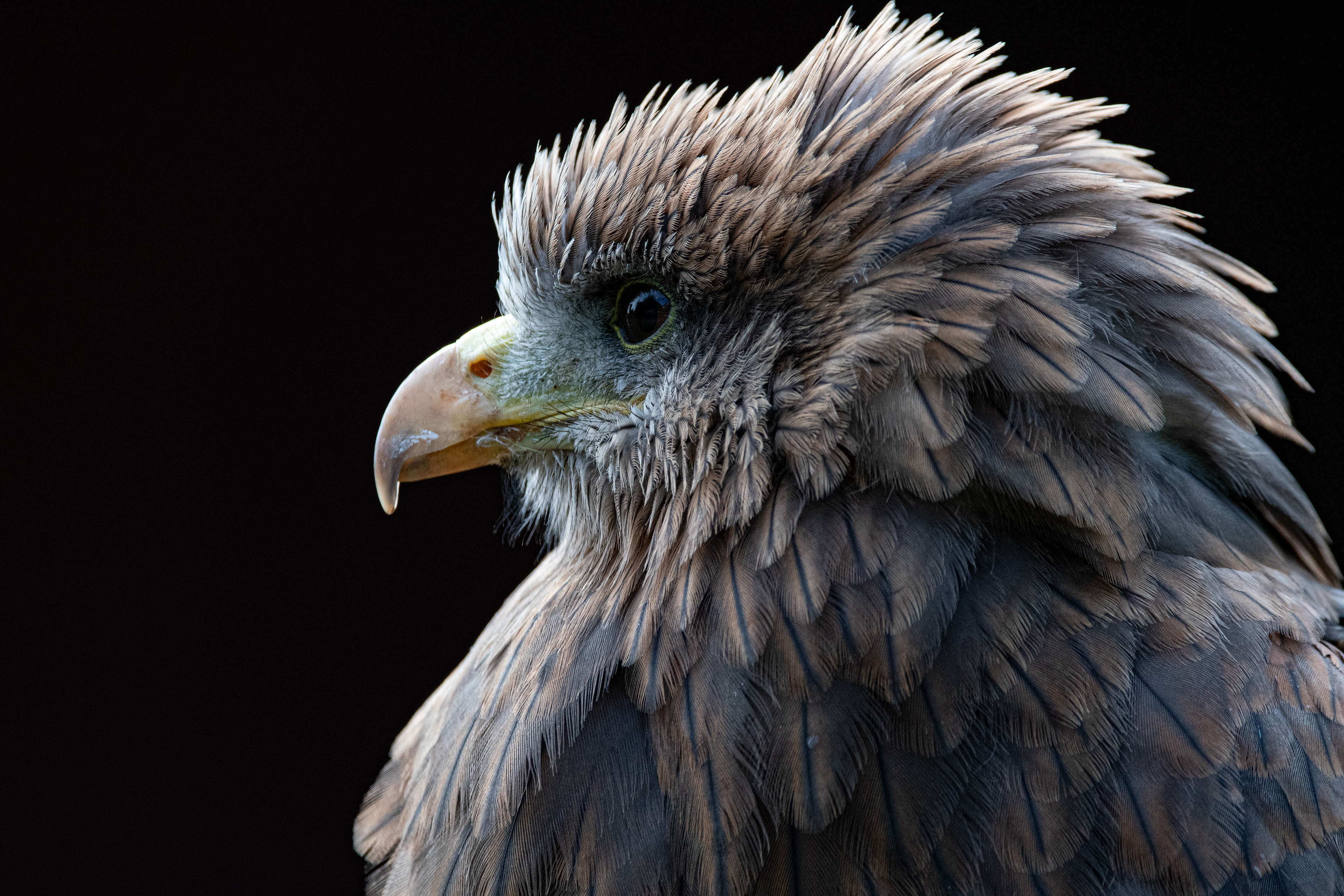 yellow billed kite