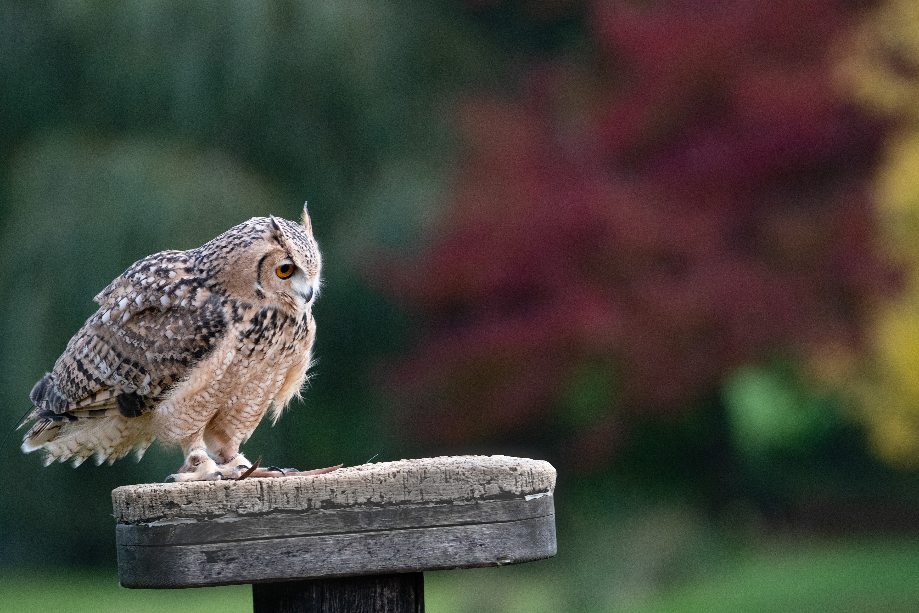 eagle owl - Hemp