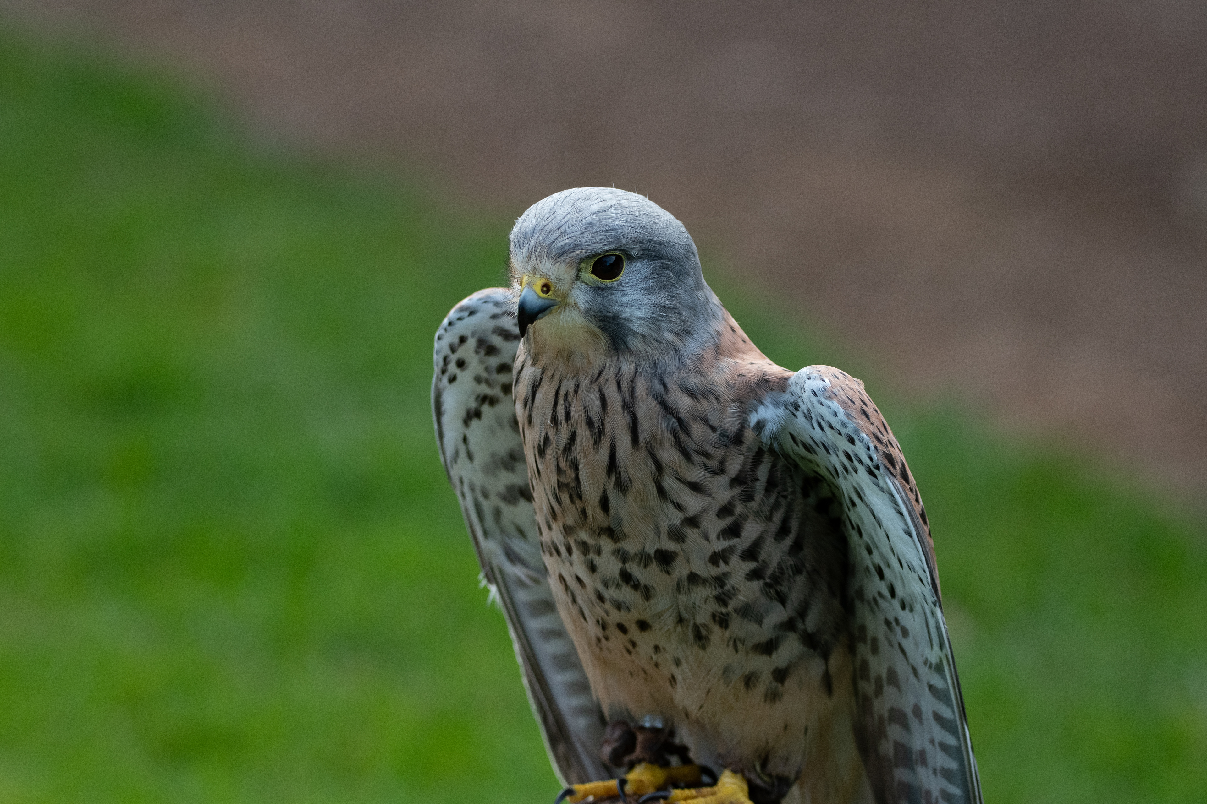 kestrel