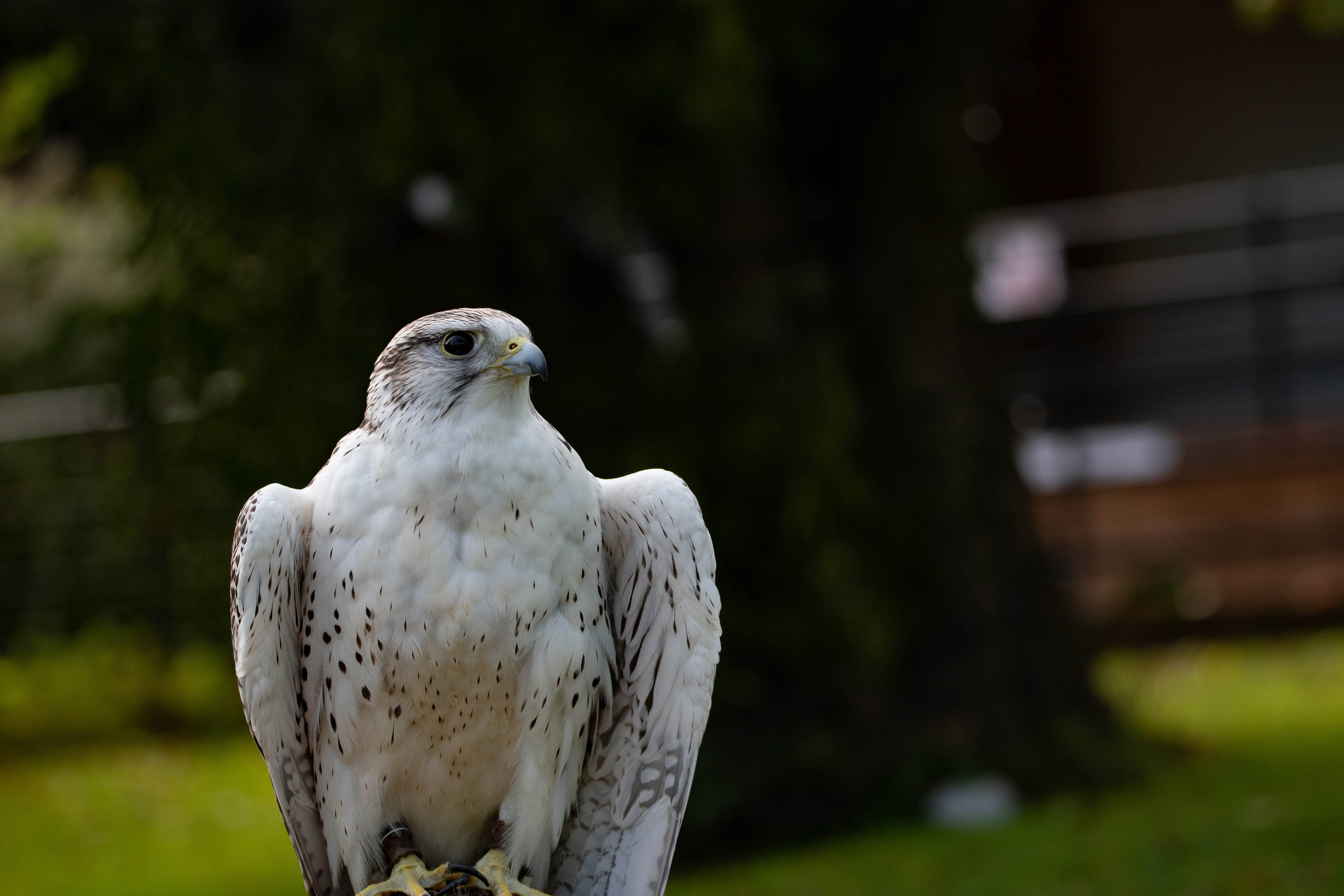 peregrine falcon