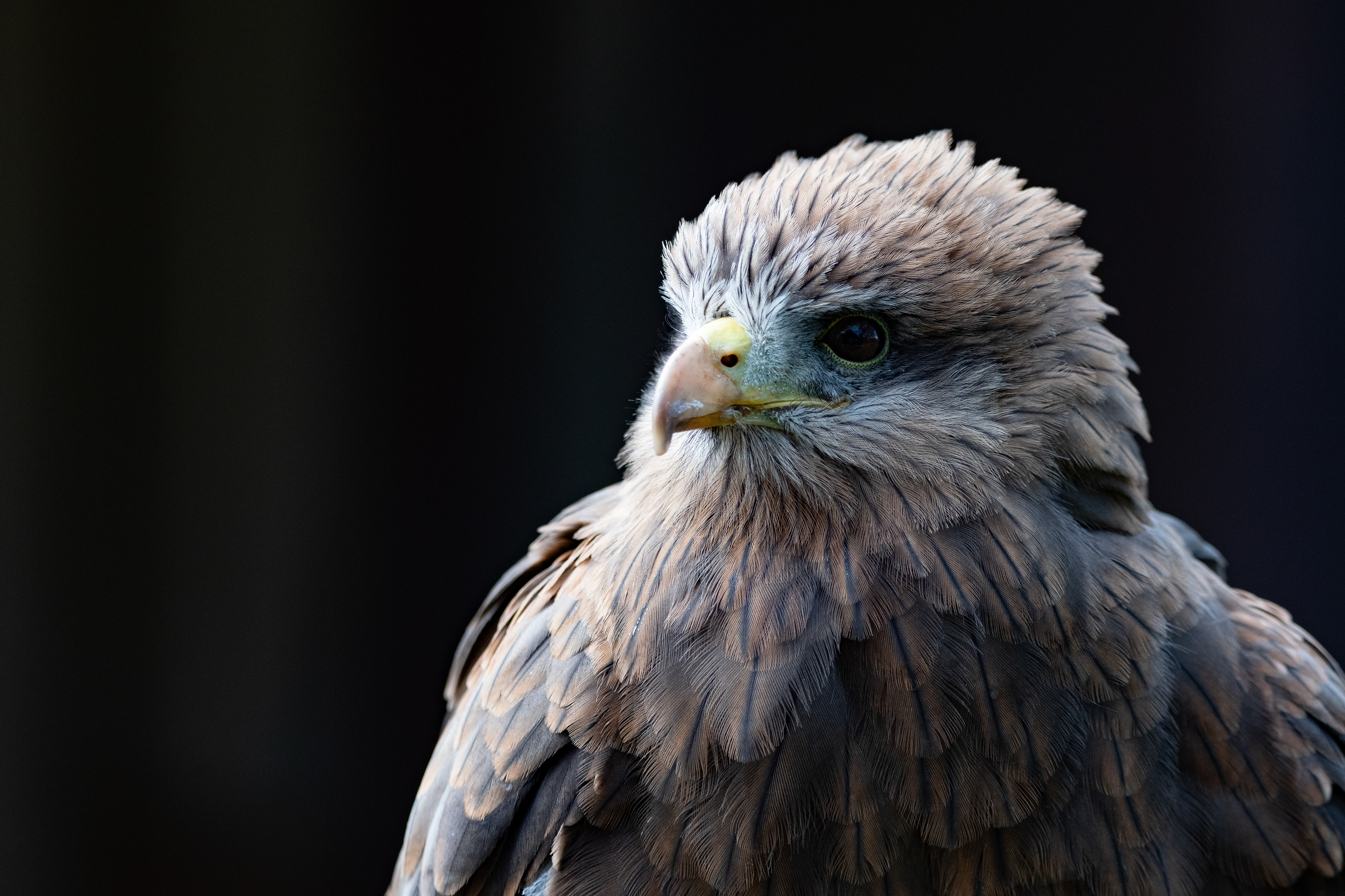 yellow billed kite