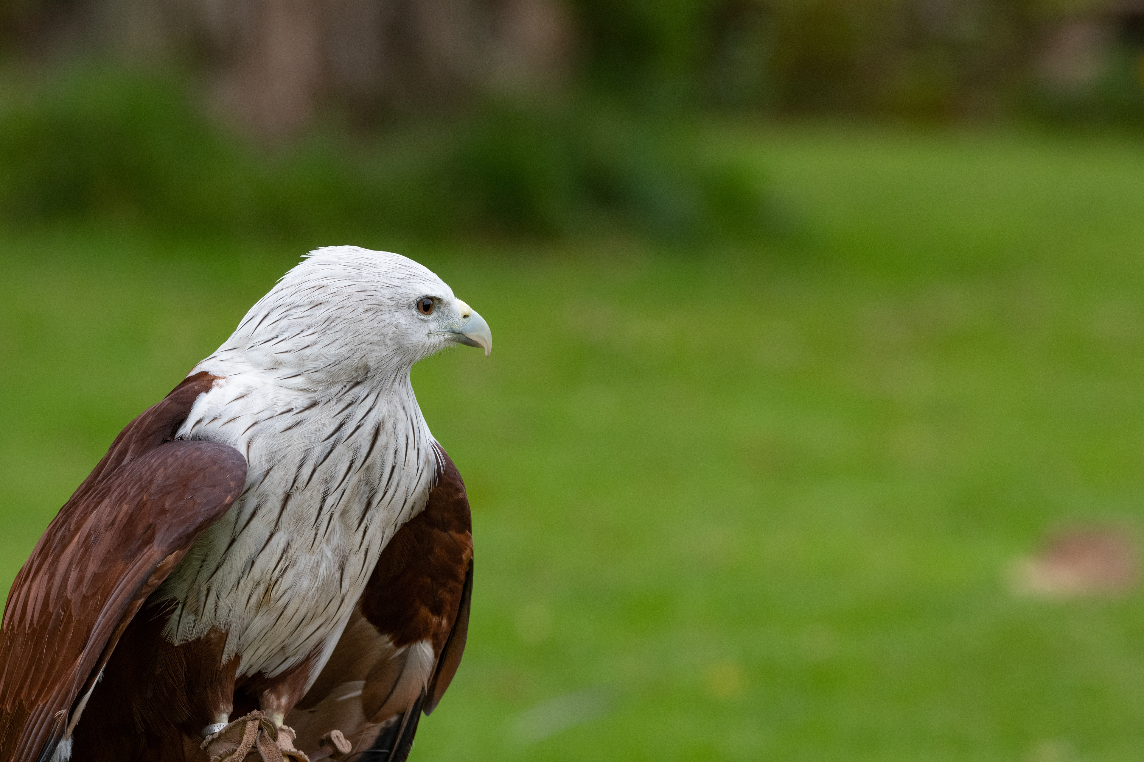 Brahminy kite