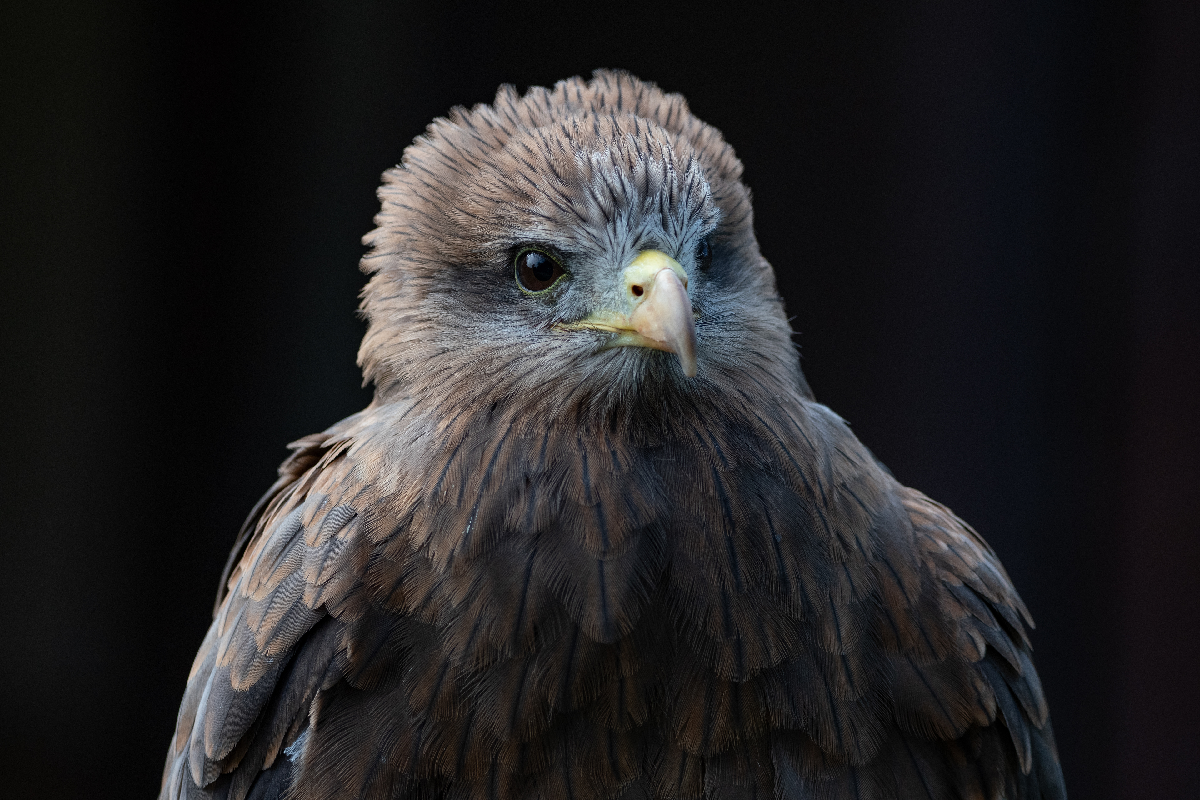 yellow billed kite