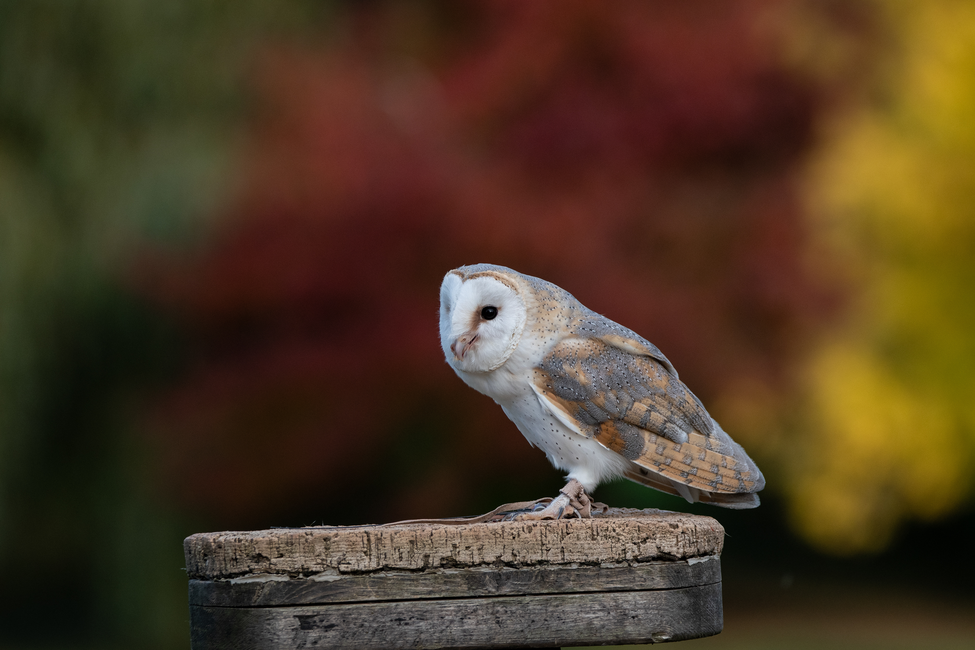 barn owl