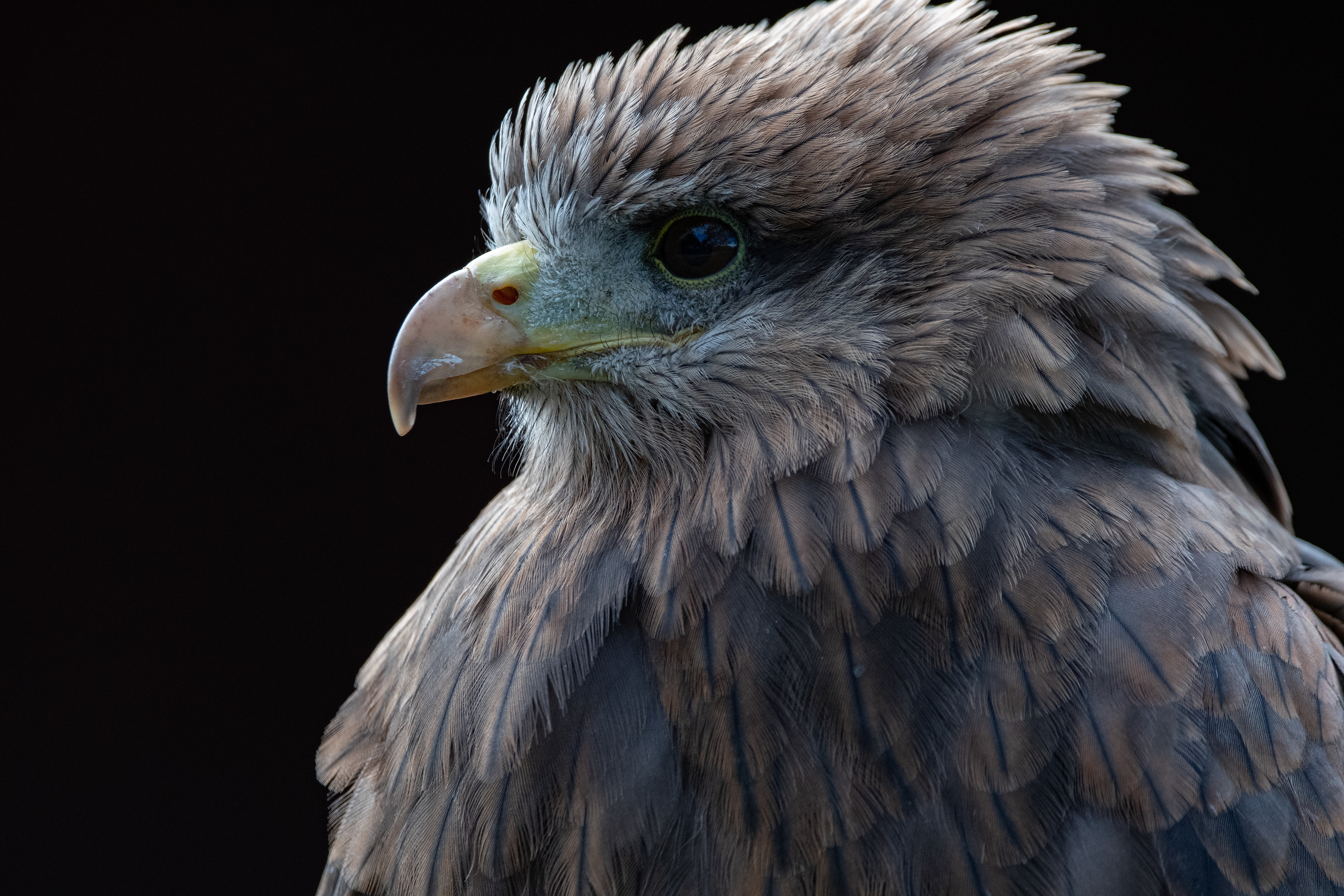 yellow billed kite