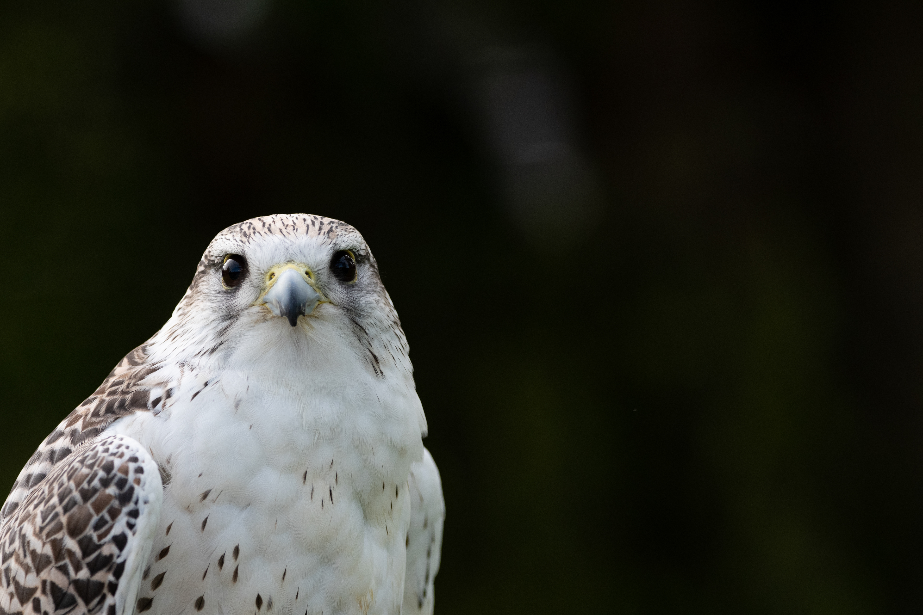 peregrine falcon