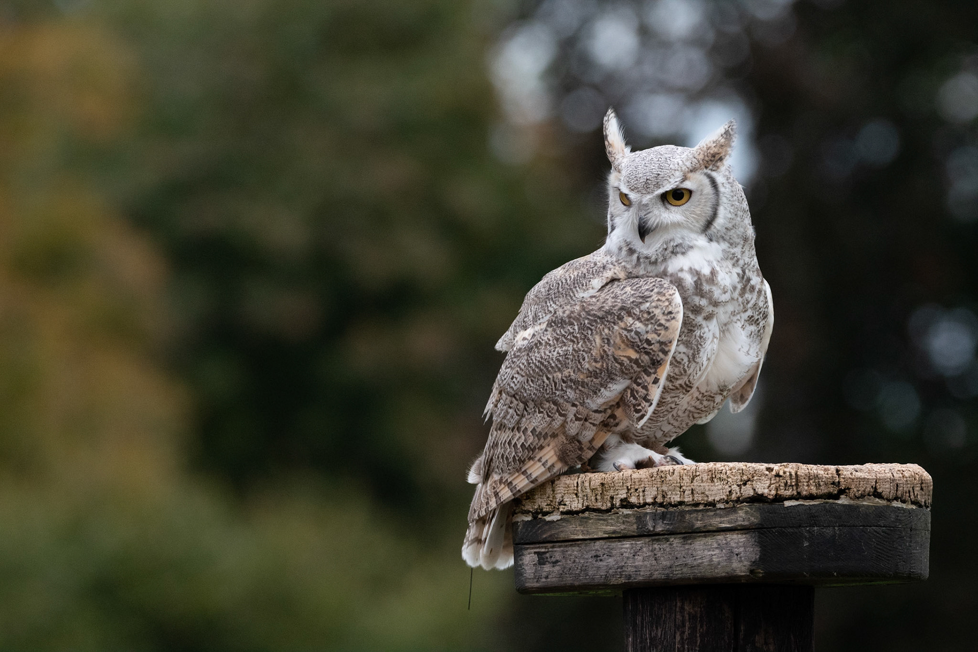 eagle owl - hemp