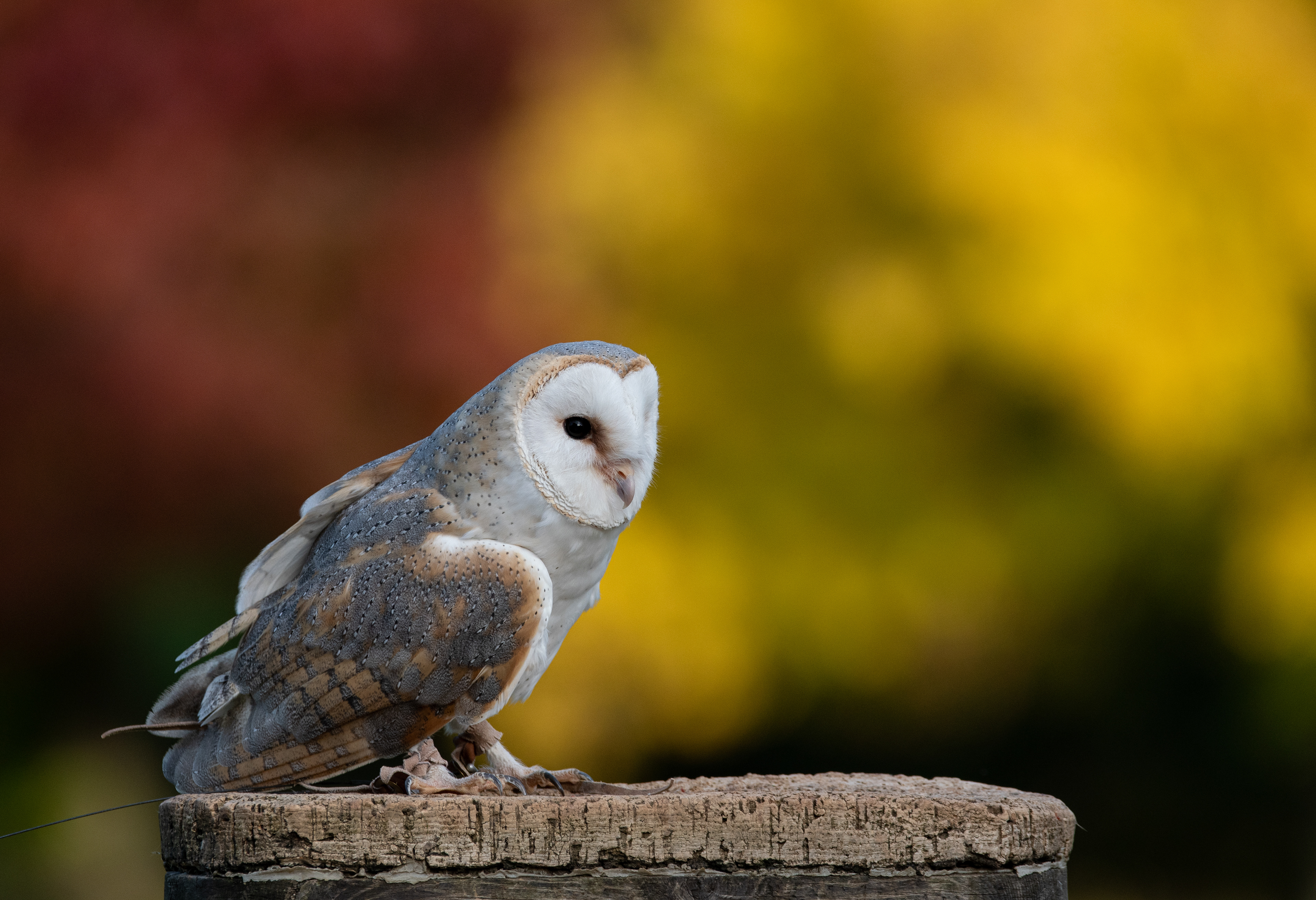 barn owl