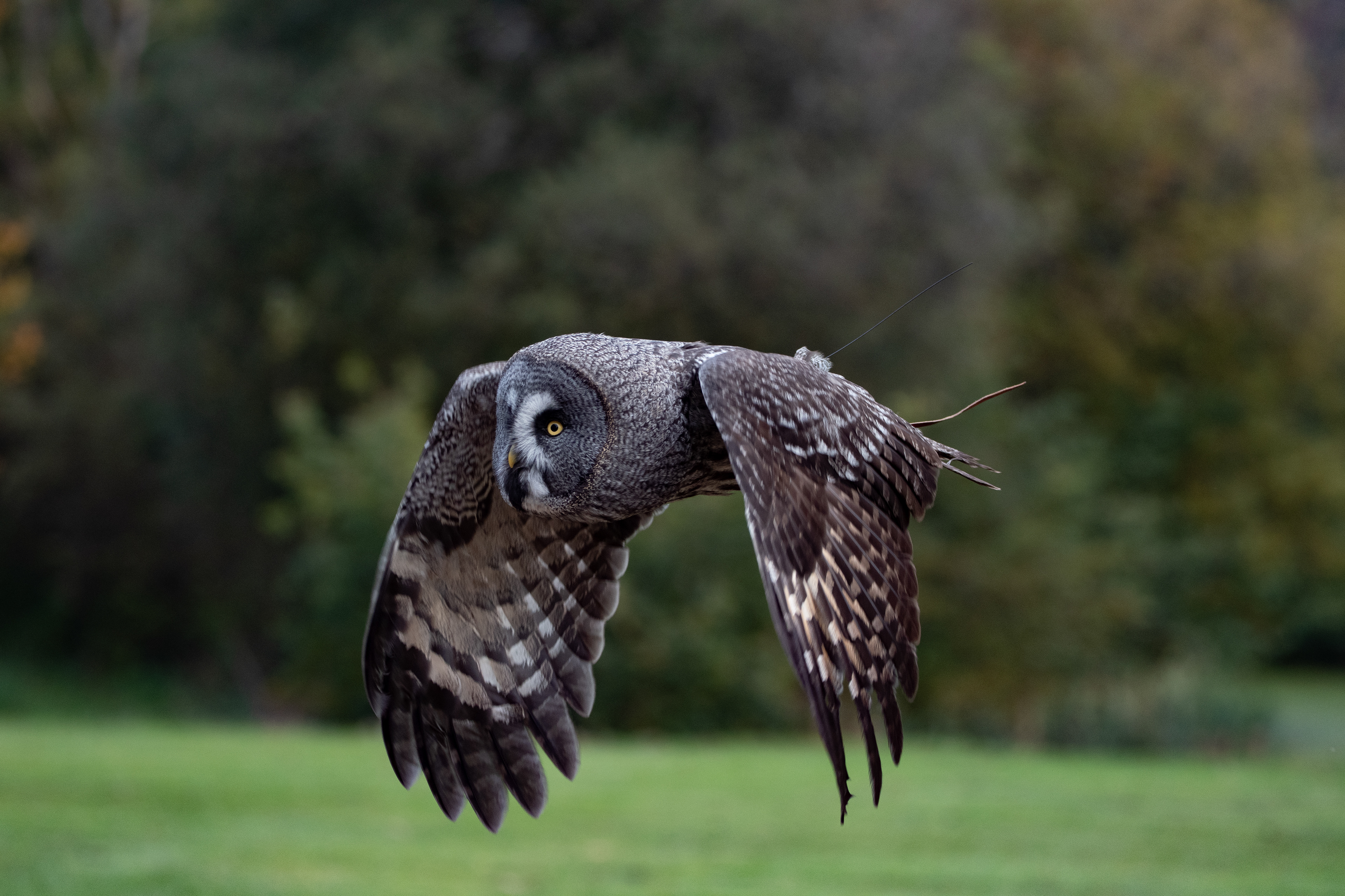 Great grey owl