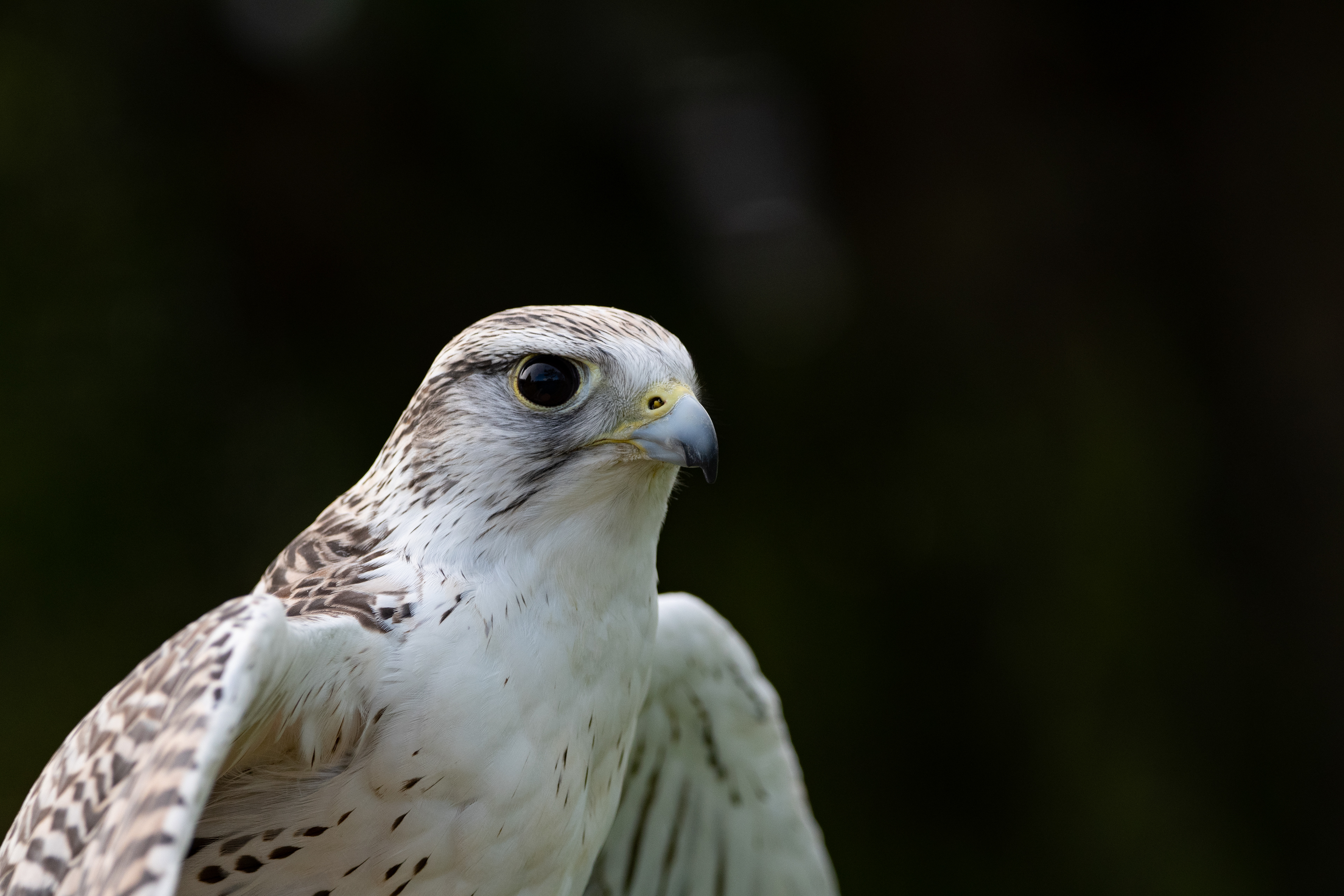 peregrine falcon