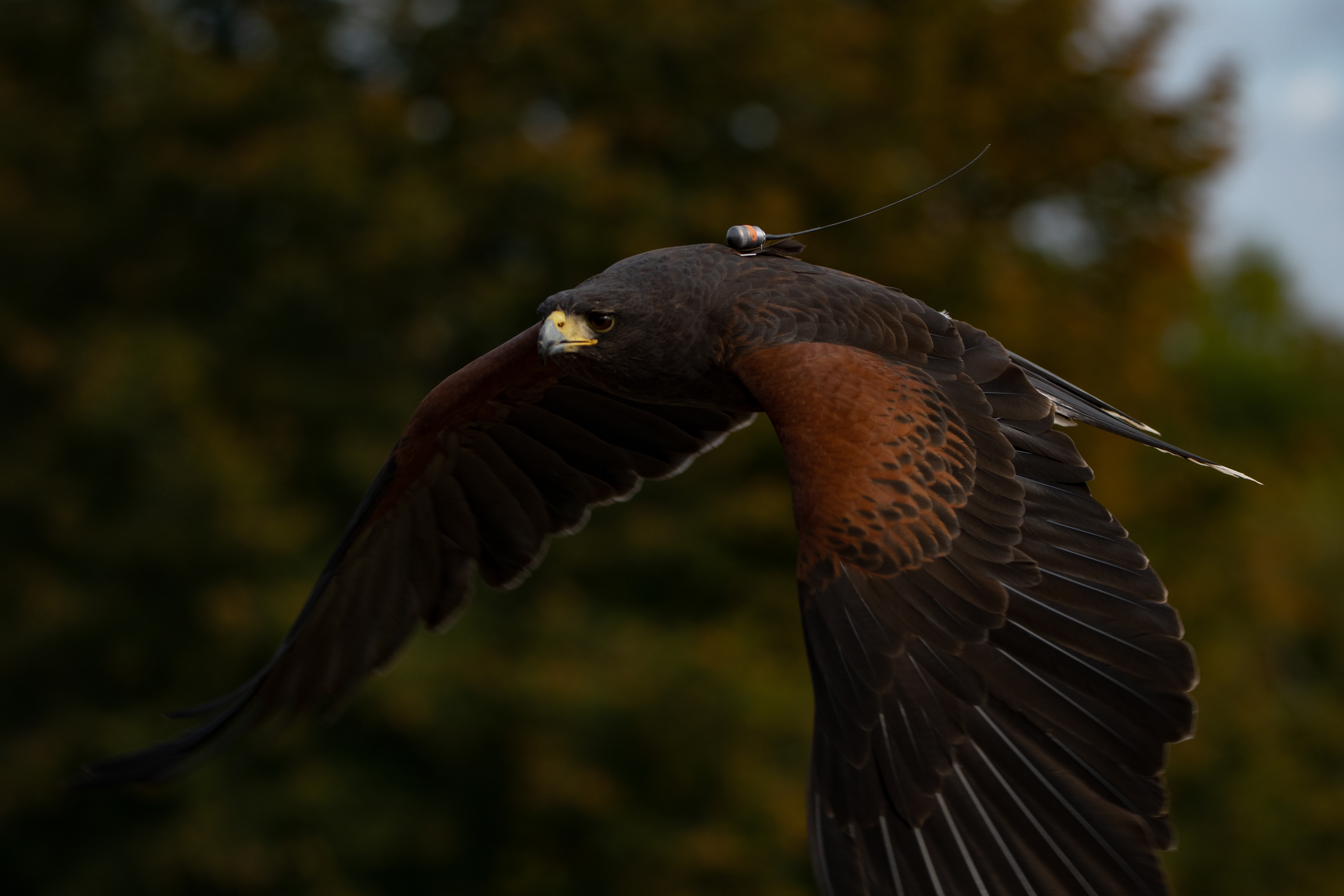 HarrisHawk - Domino