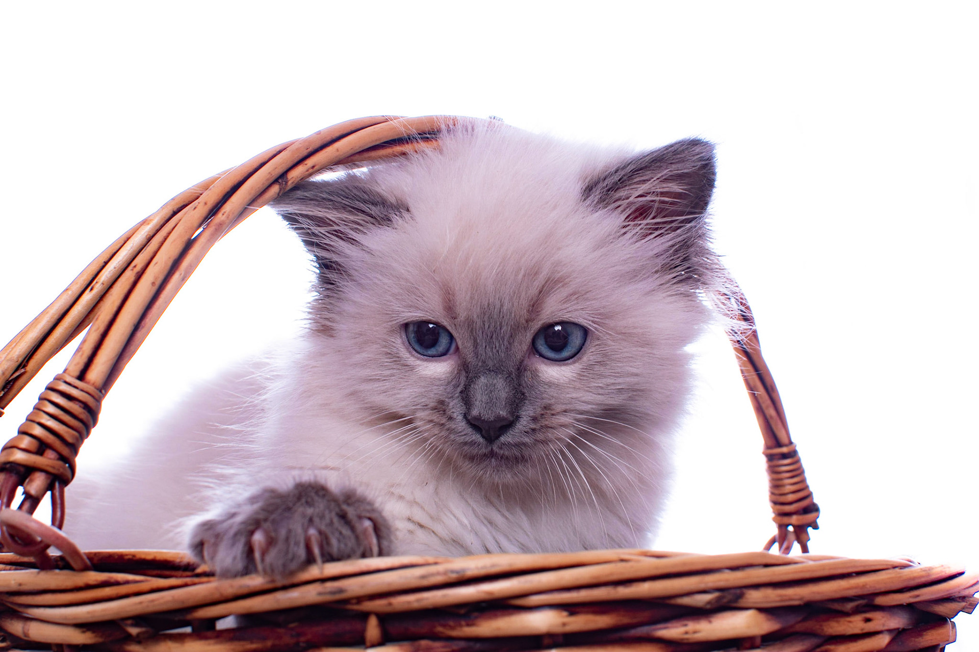 Happy easter from Point. #kitten #ragdoll #ragdollcat #ragdollsofinstagram #petsofinstagram #bluepoint #cat #cats #catsofinstagram #kittensofinstagram #cute #chillin #chilling #relaxing #easter #basket #fluffy #highkey
