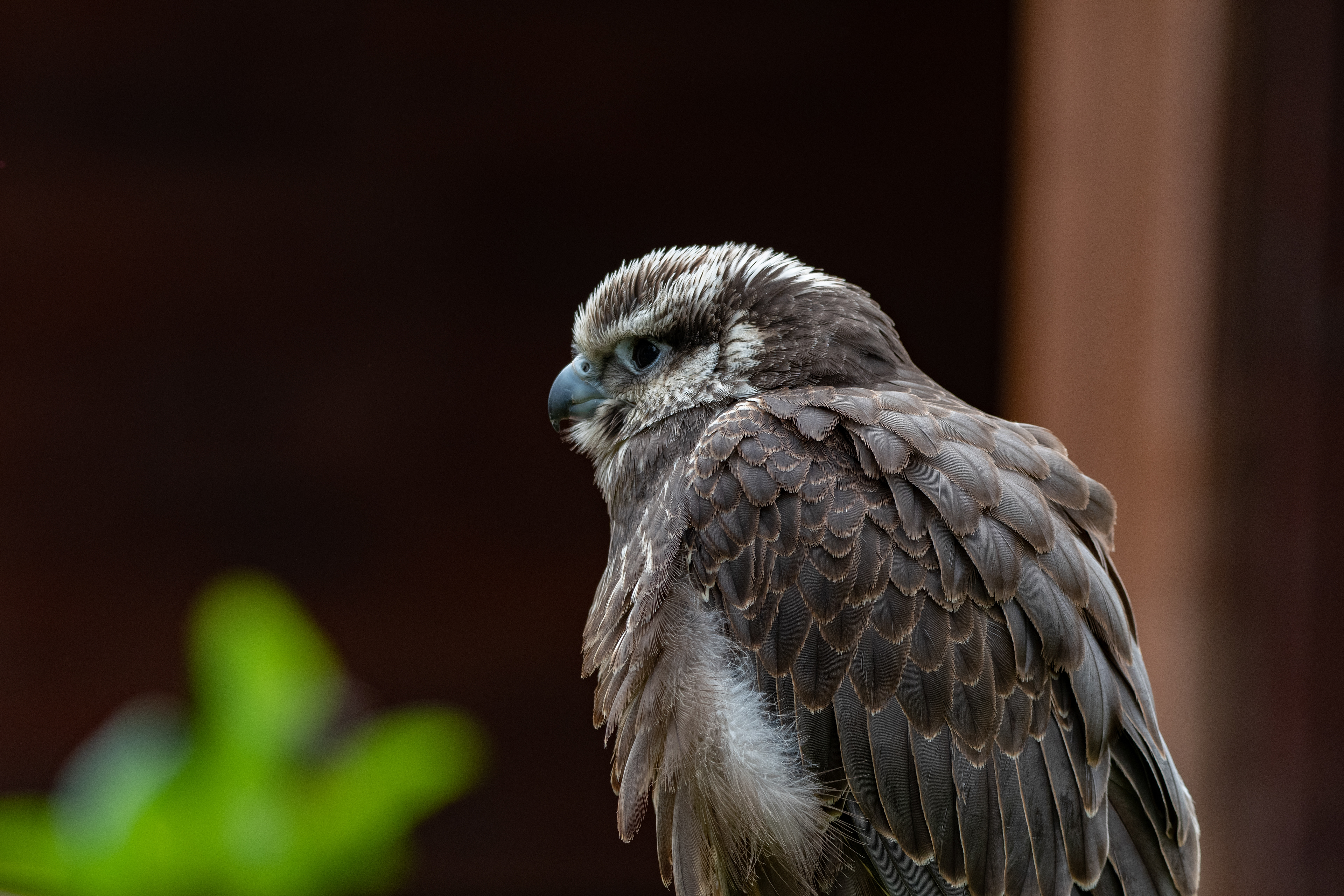kestrel